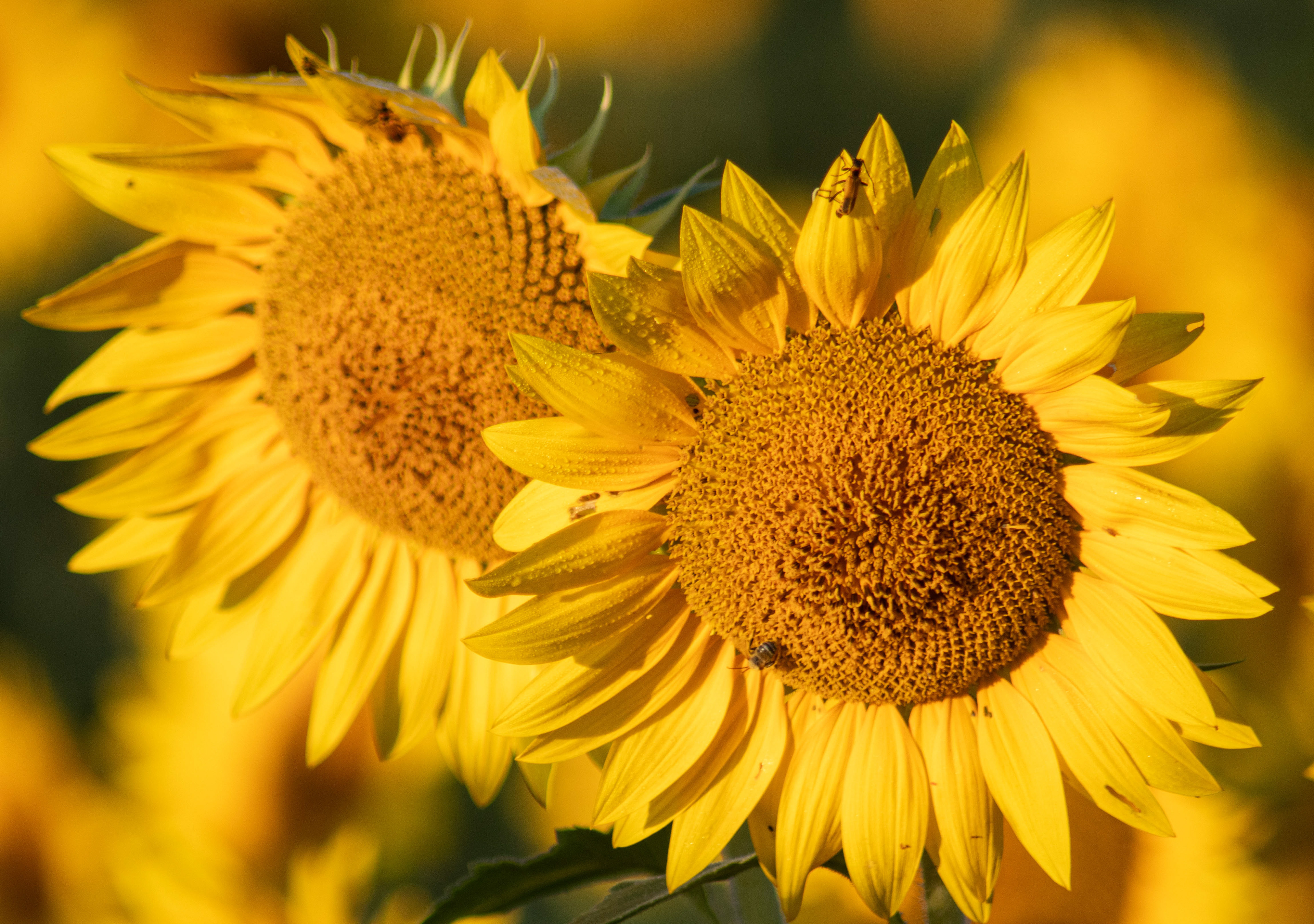 Sunflower Farm Lawrence KC