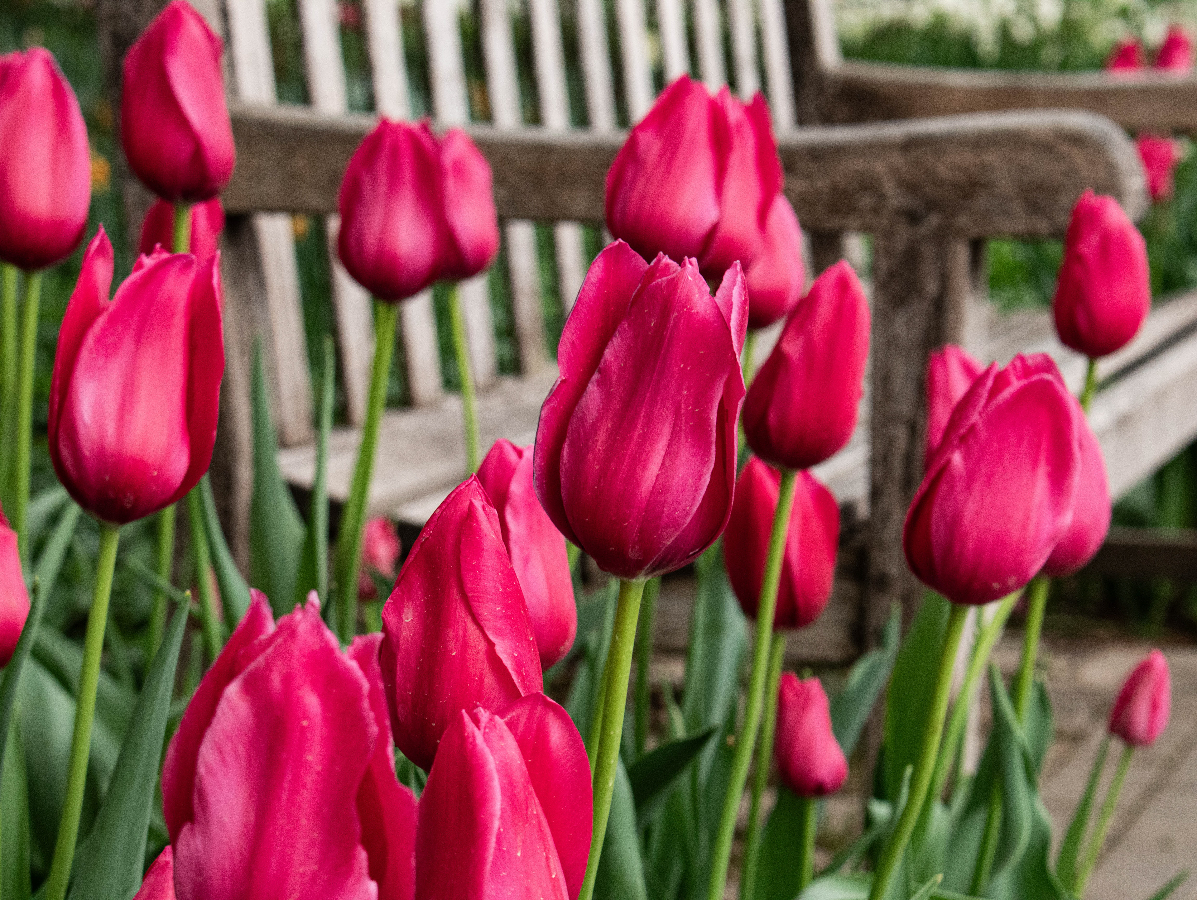 Botanica, The Wichita Gardens - Tulip Festival