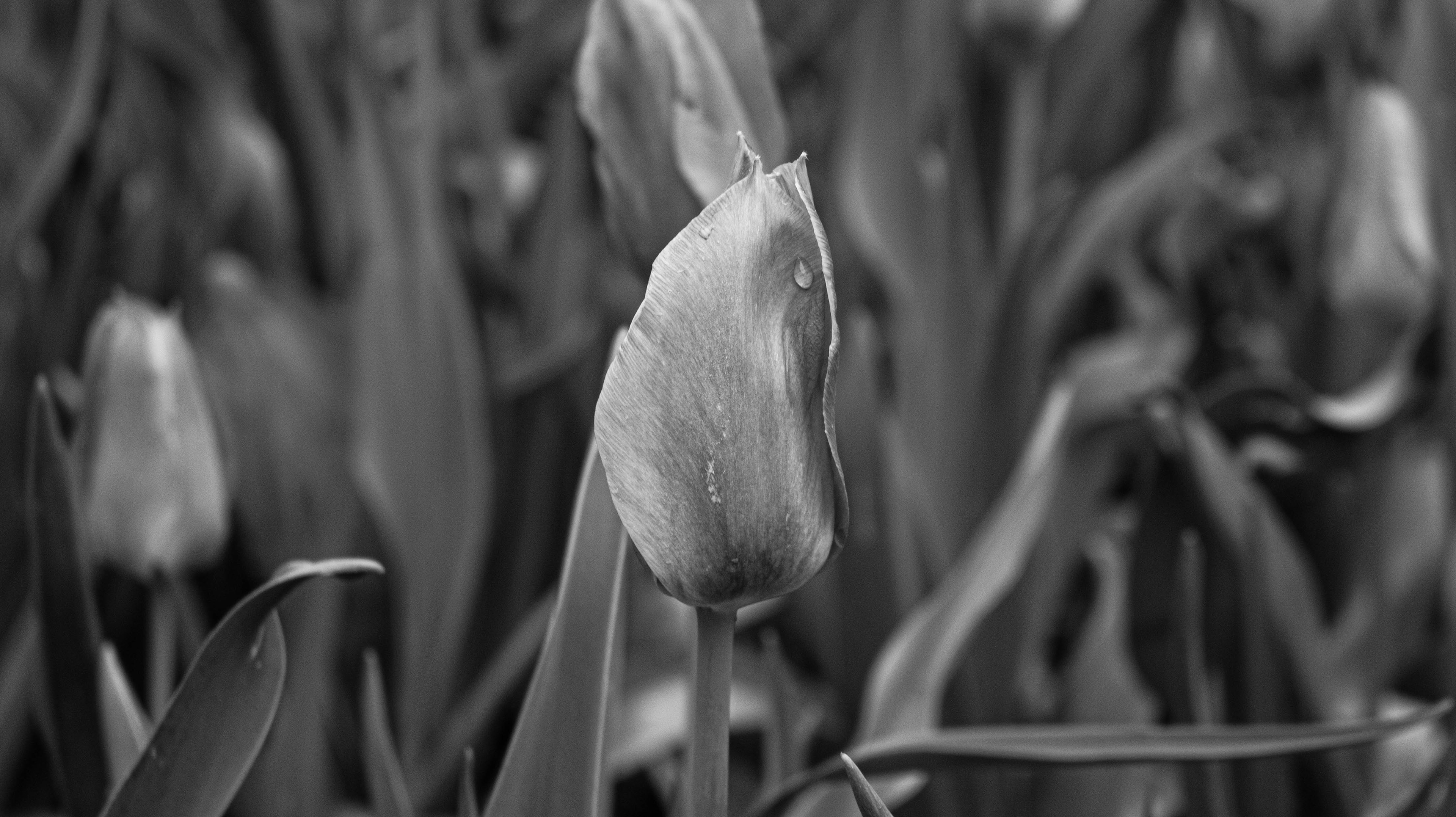 Botanica, The Wichita Gardens - Tulip Festival