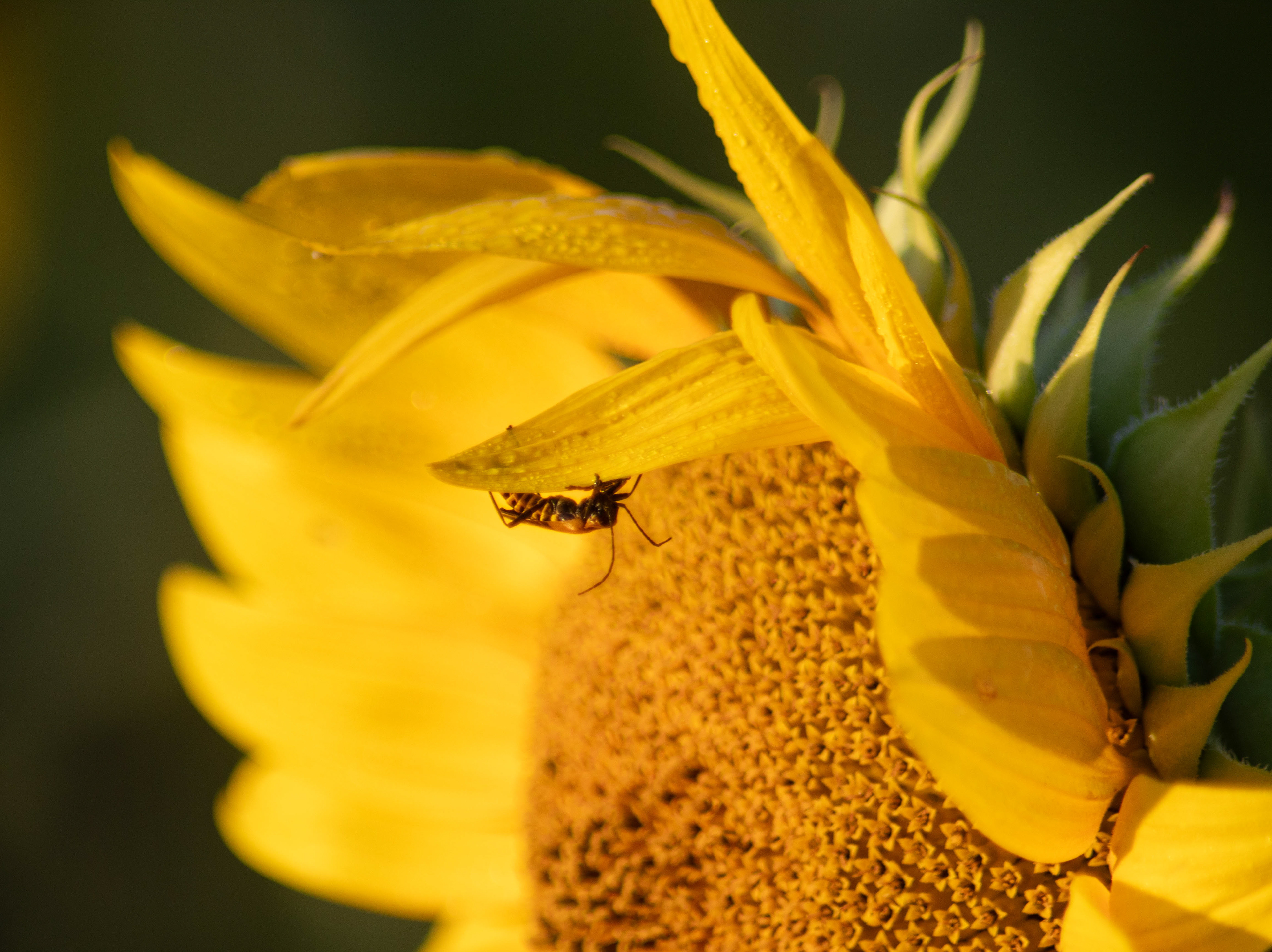 Sunflower Farm Lawrence KC
