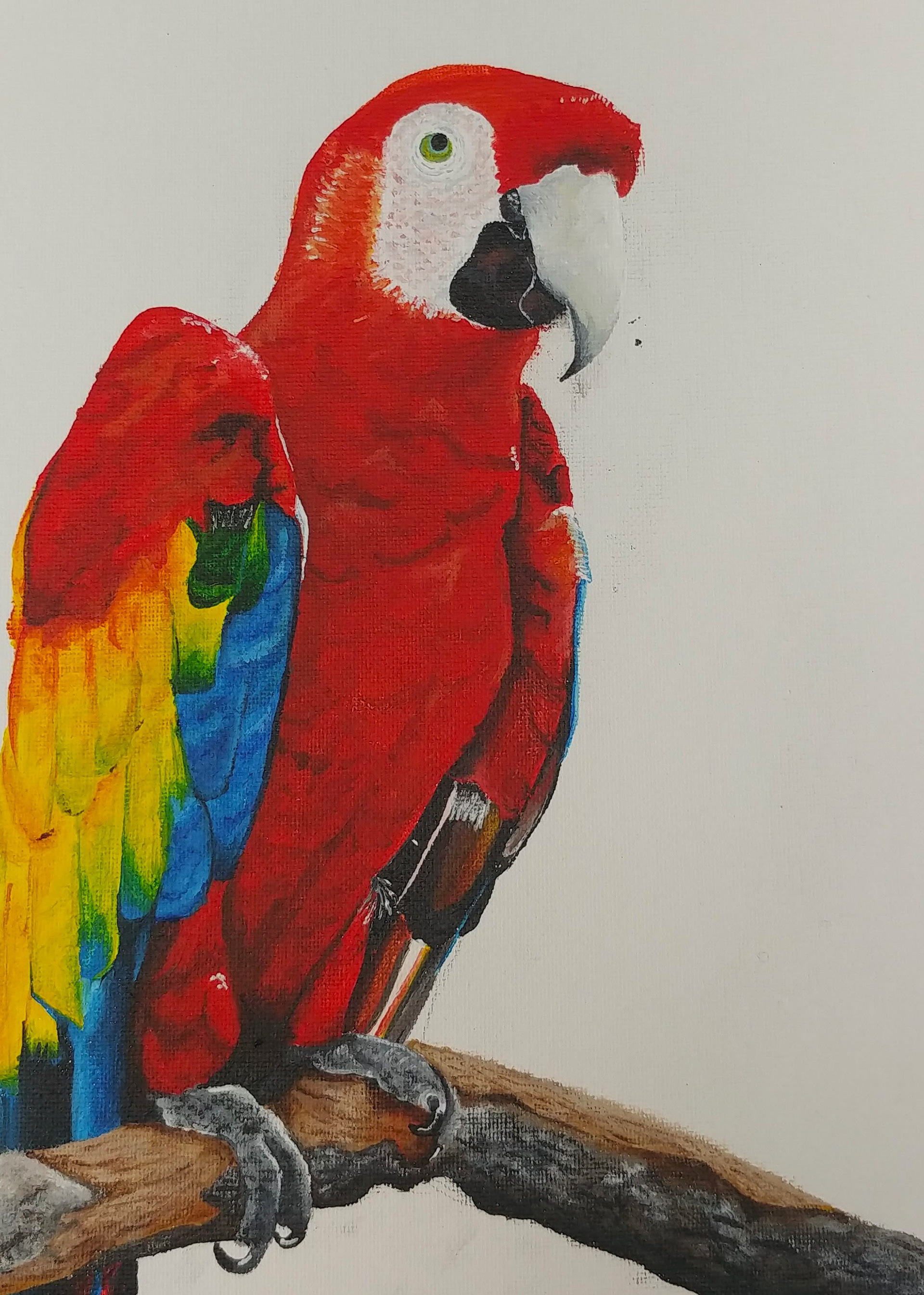 Realistic Parrot Painting (Acrylic)