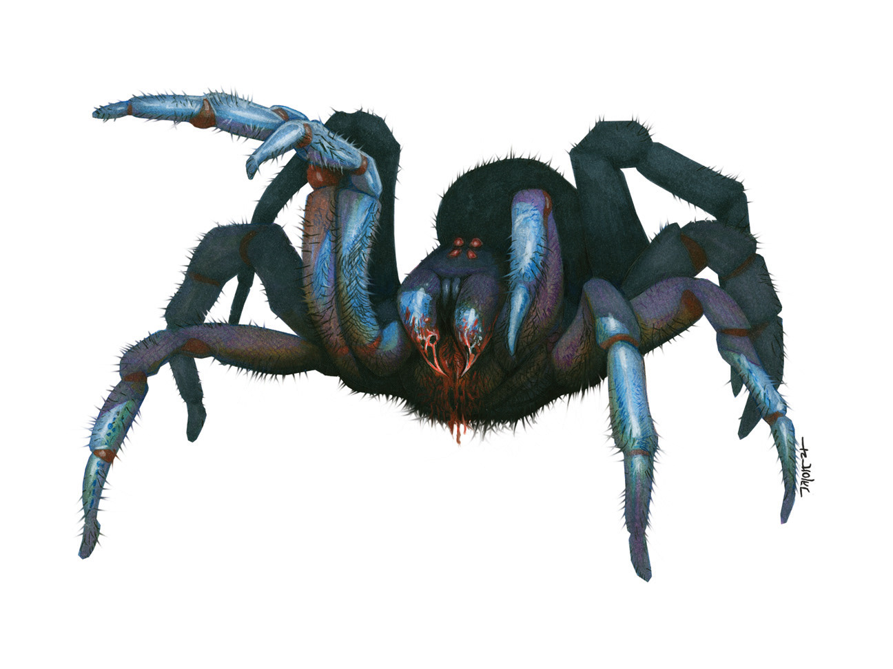 Basjas the Spider - 2020