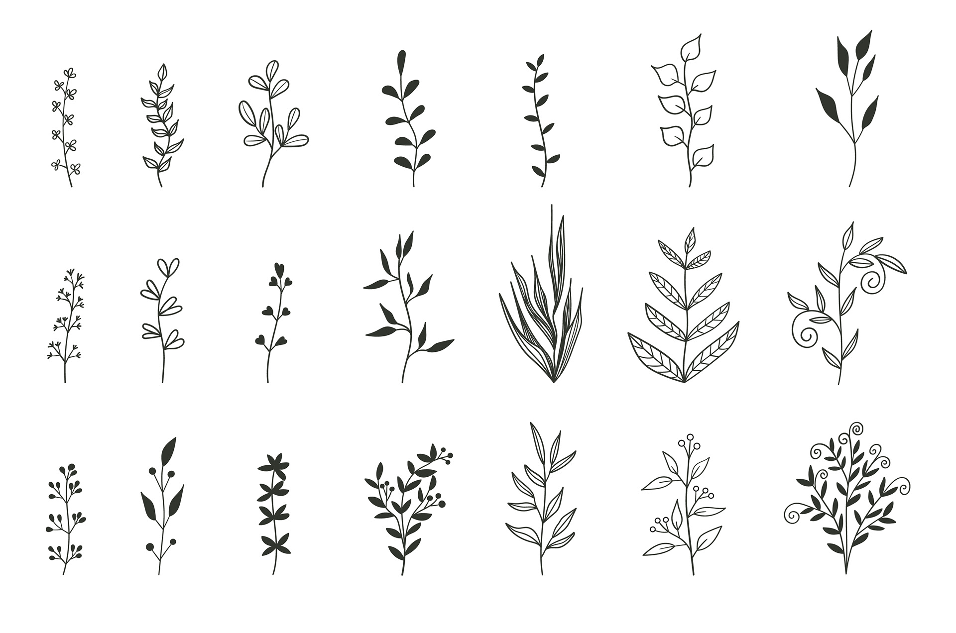 Plants leaves
