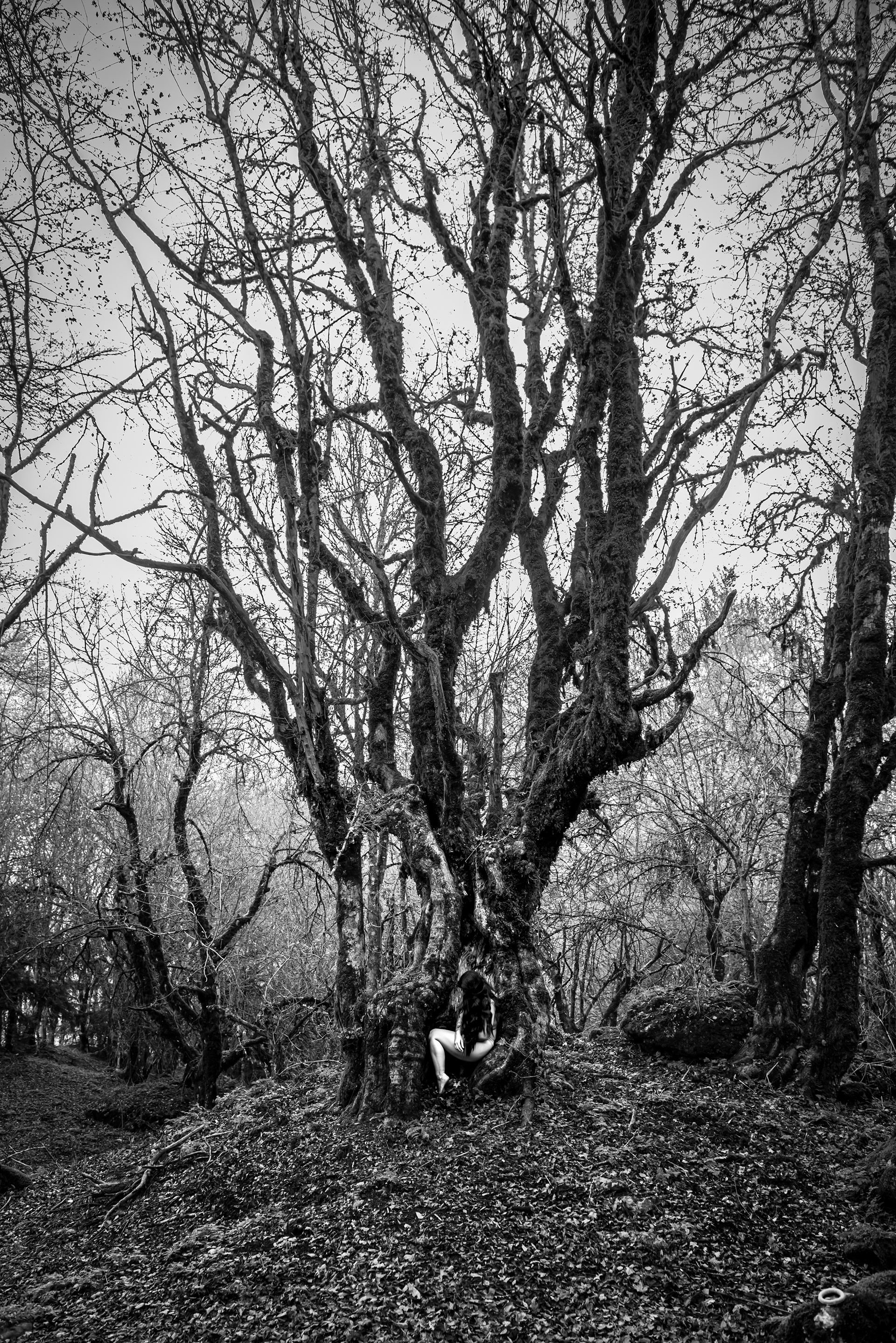 Bosco della Tassita. Monti Nebrodi. Sicily 2023