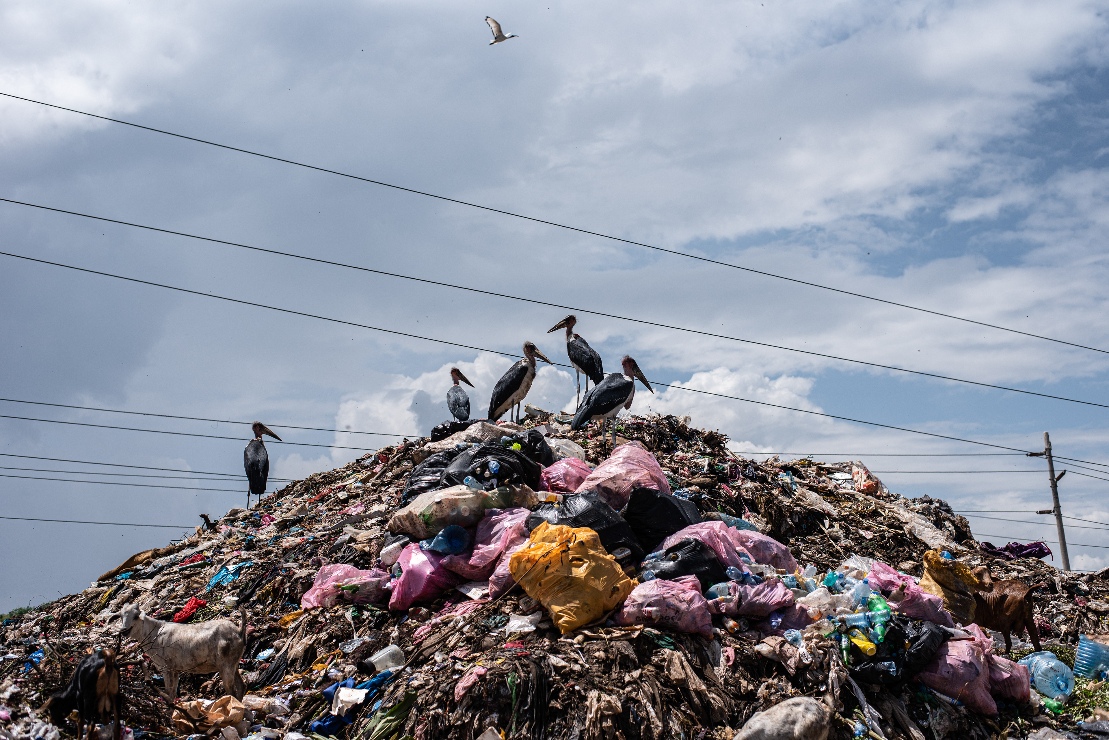 Dandora Landfill