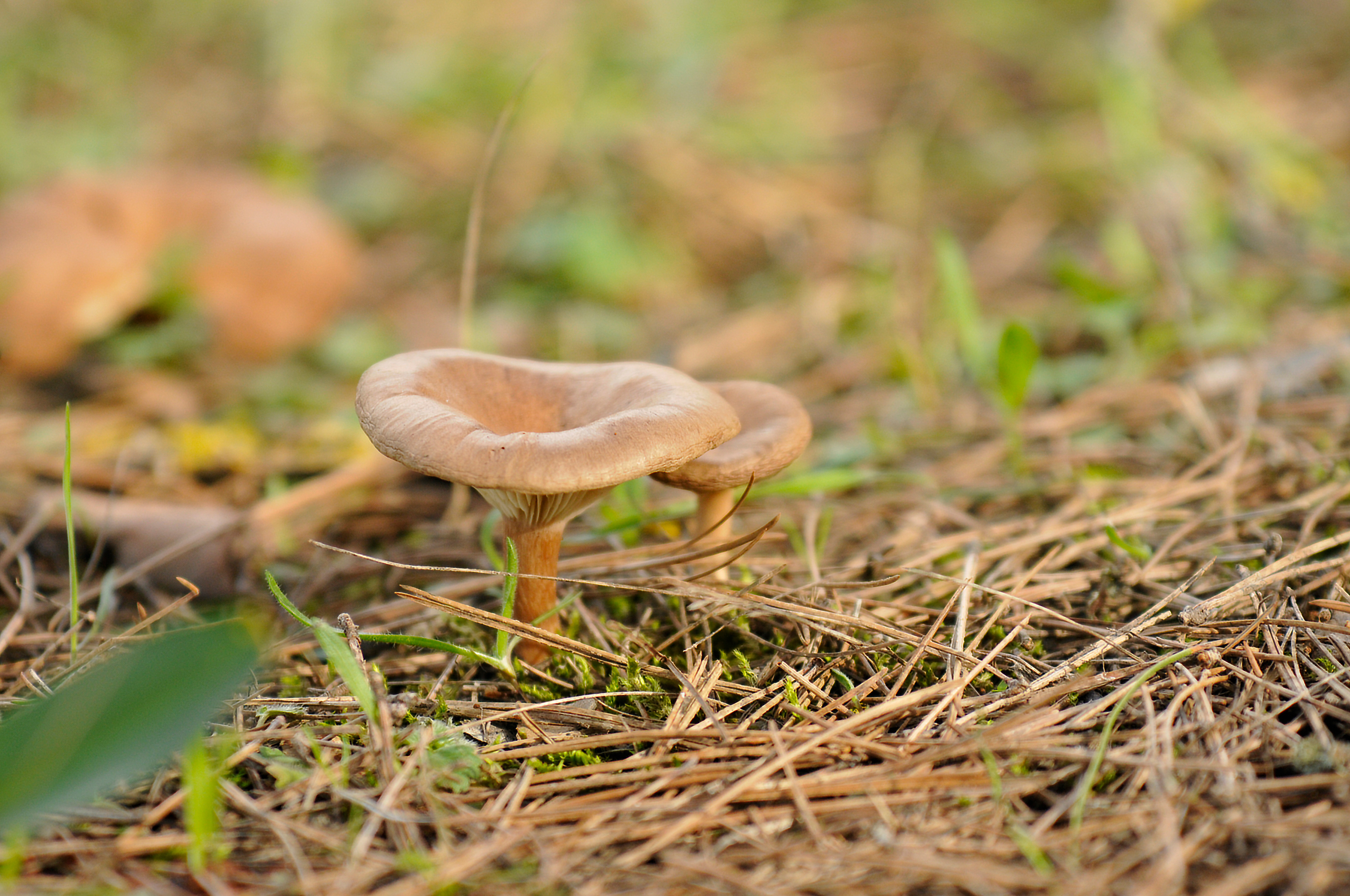 Lactarius