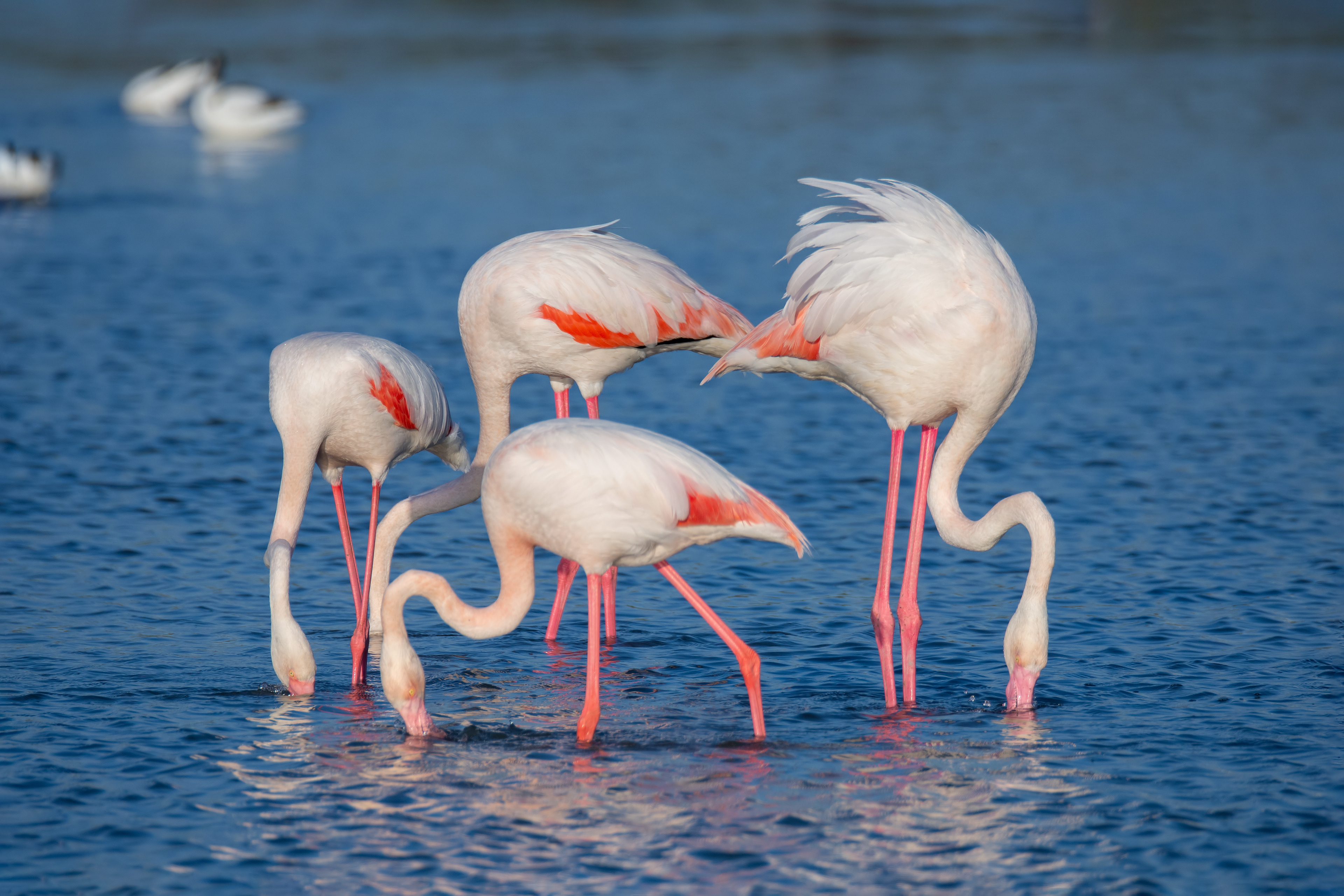 Flamencos. Fuente de Piedra.