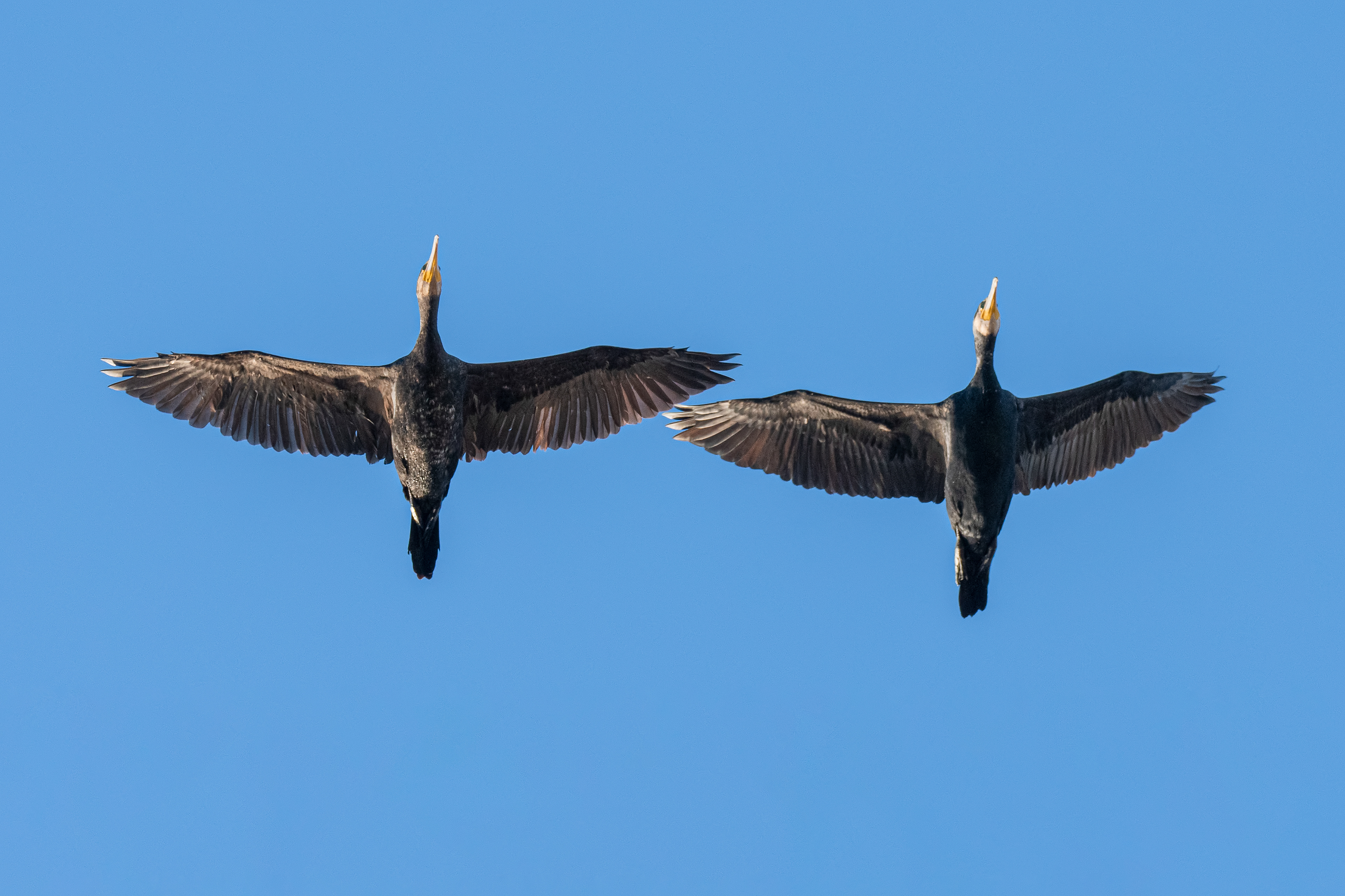 Cormorán grande. Bahía de Cádiz.