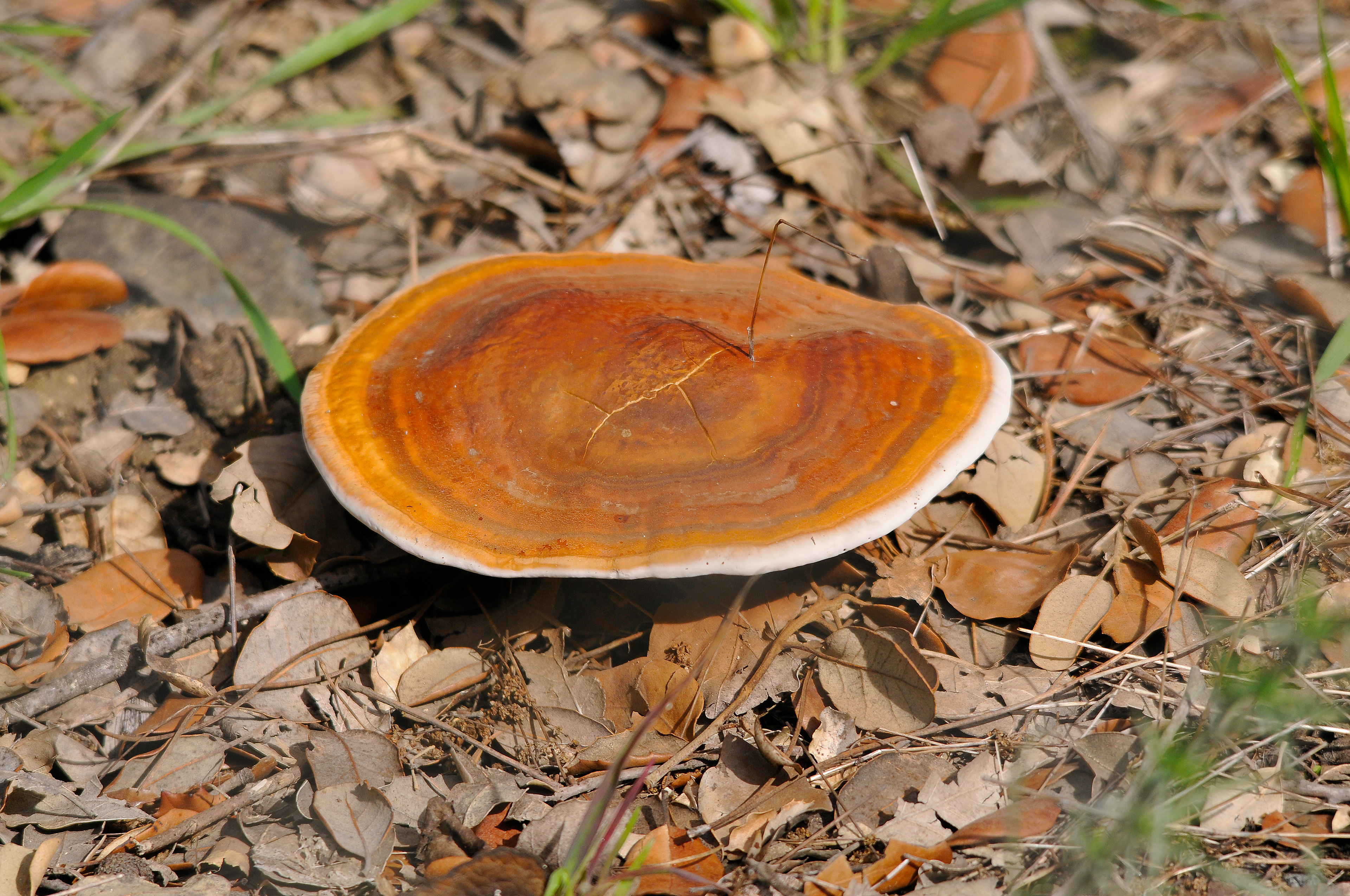 Ganoderma