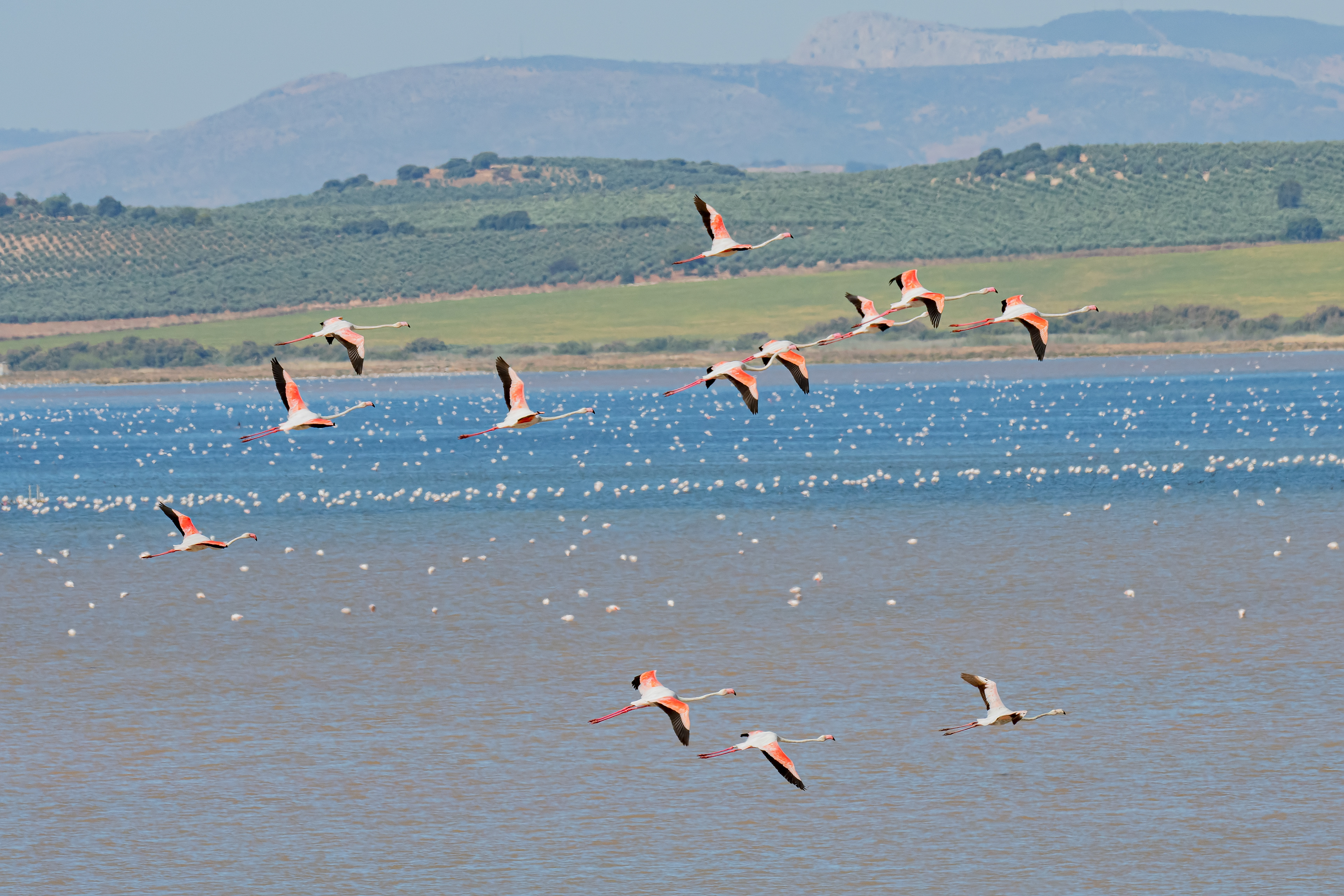Flamencos. Fuente de Piedra.