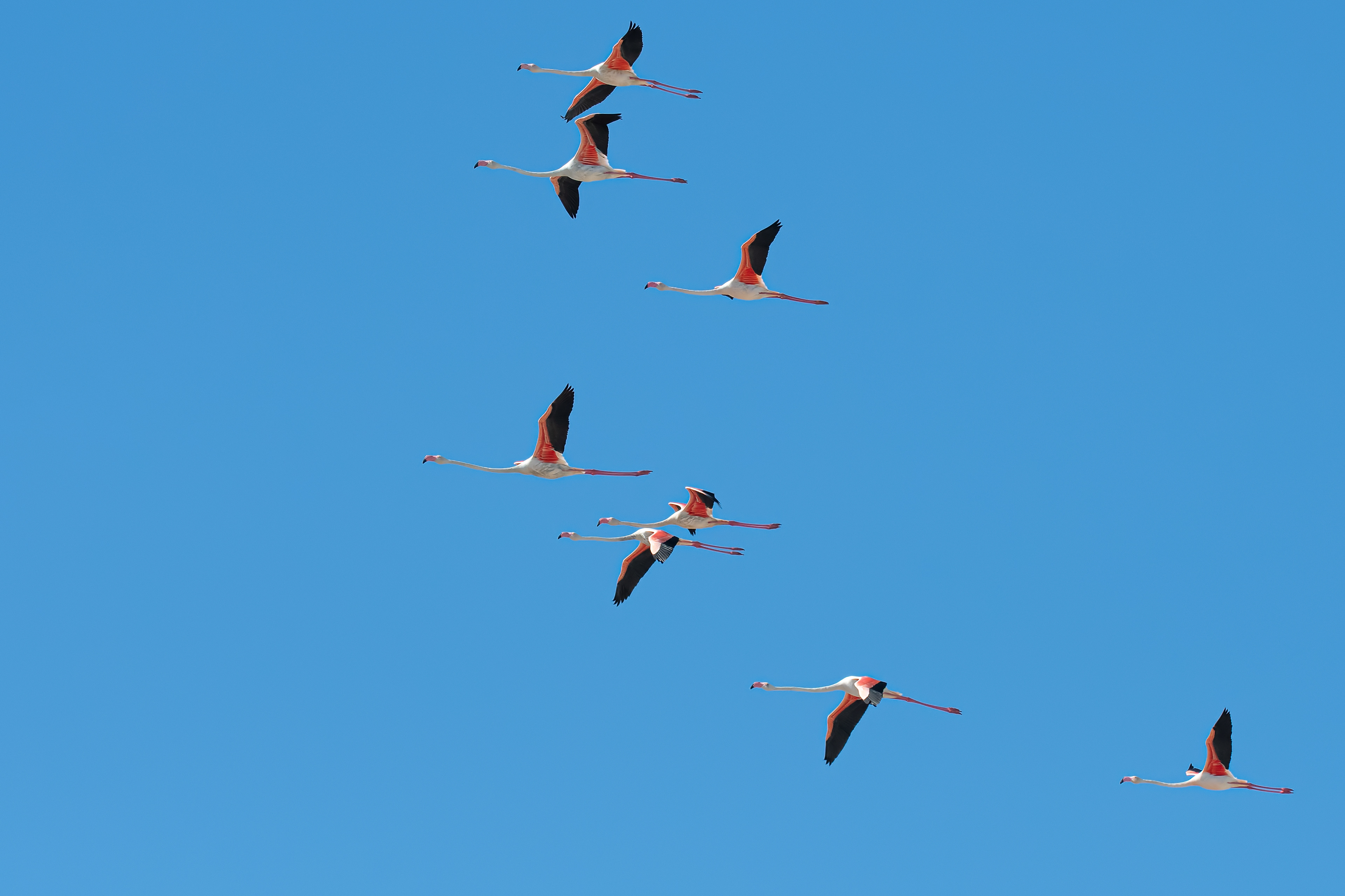 Flamencos. Fuente de Piedra.