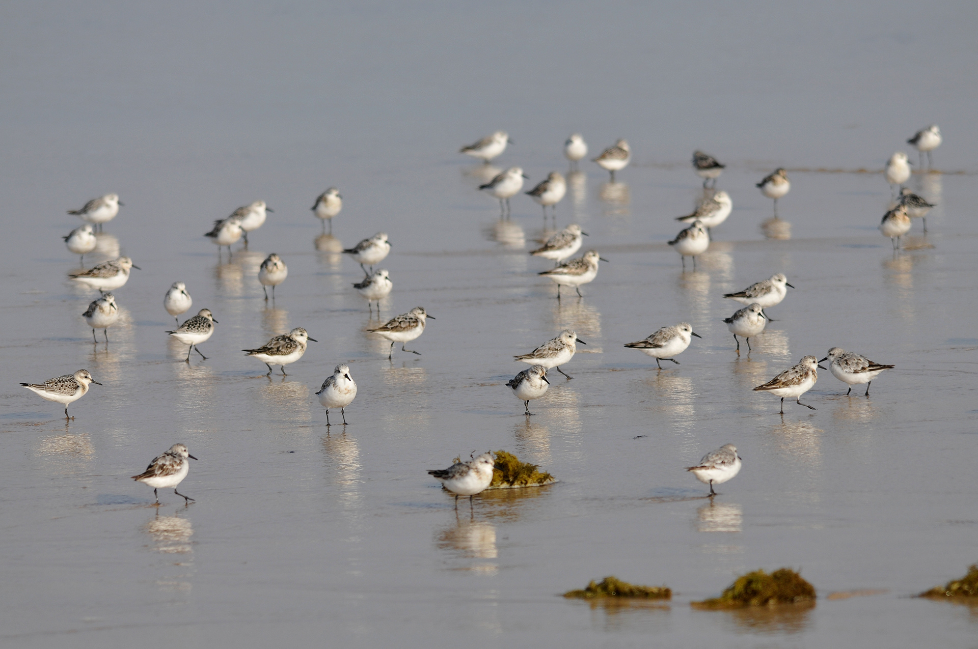Correlimos tridáctilos. Bahía de Cádiz.