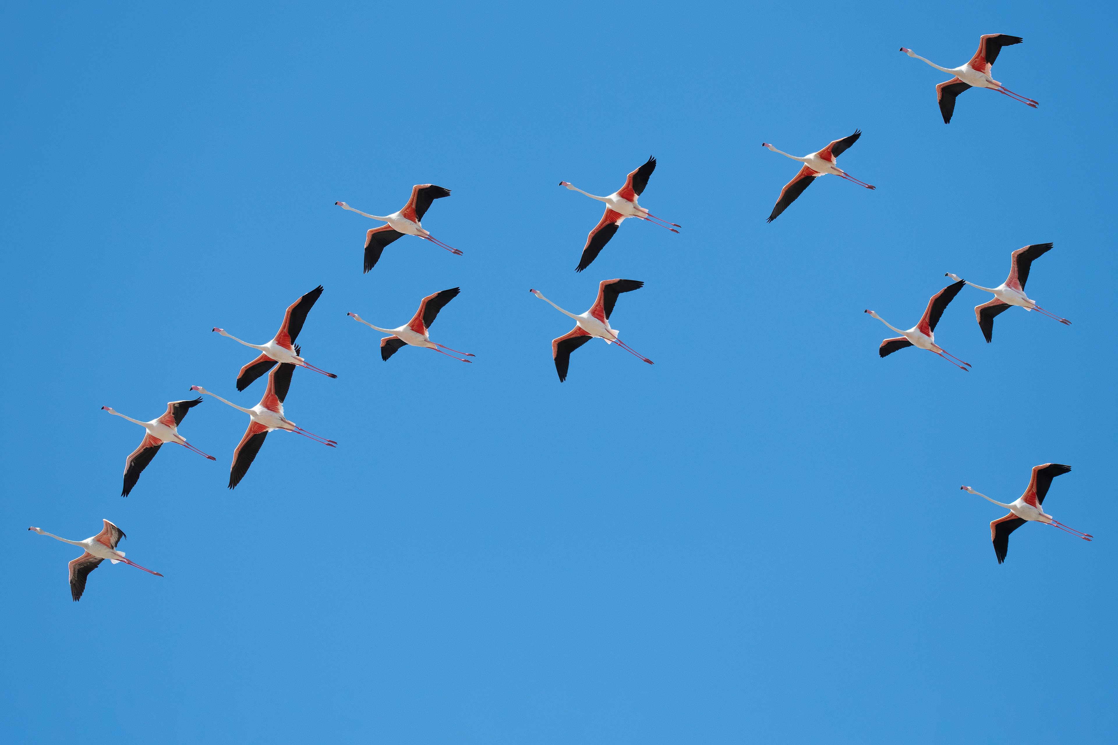 Flamencos. Fuente de Piedra.