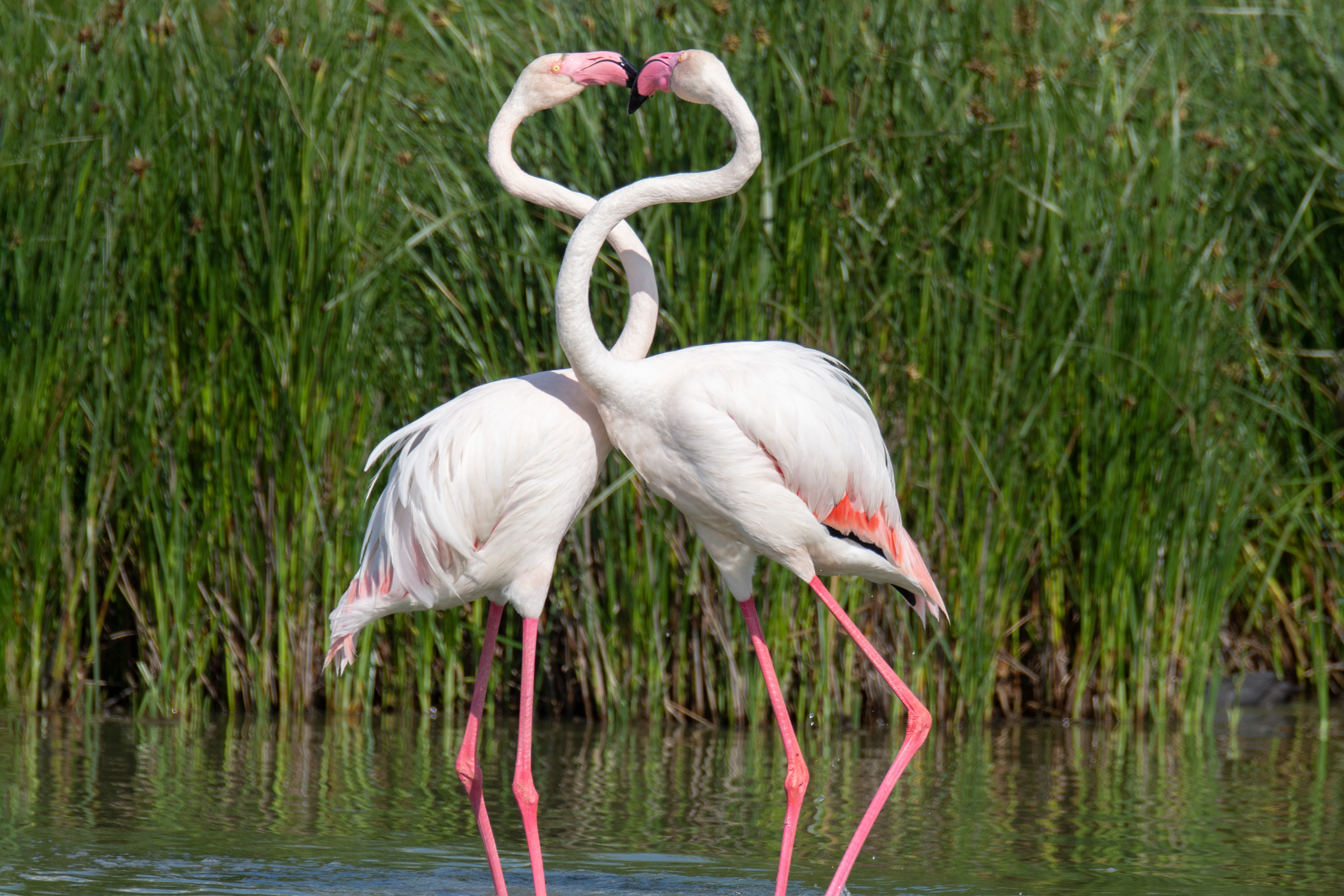Flamencos . Fuente de Piedra.