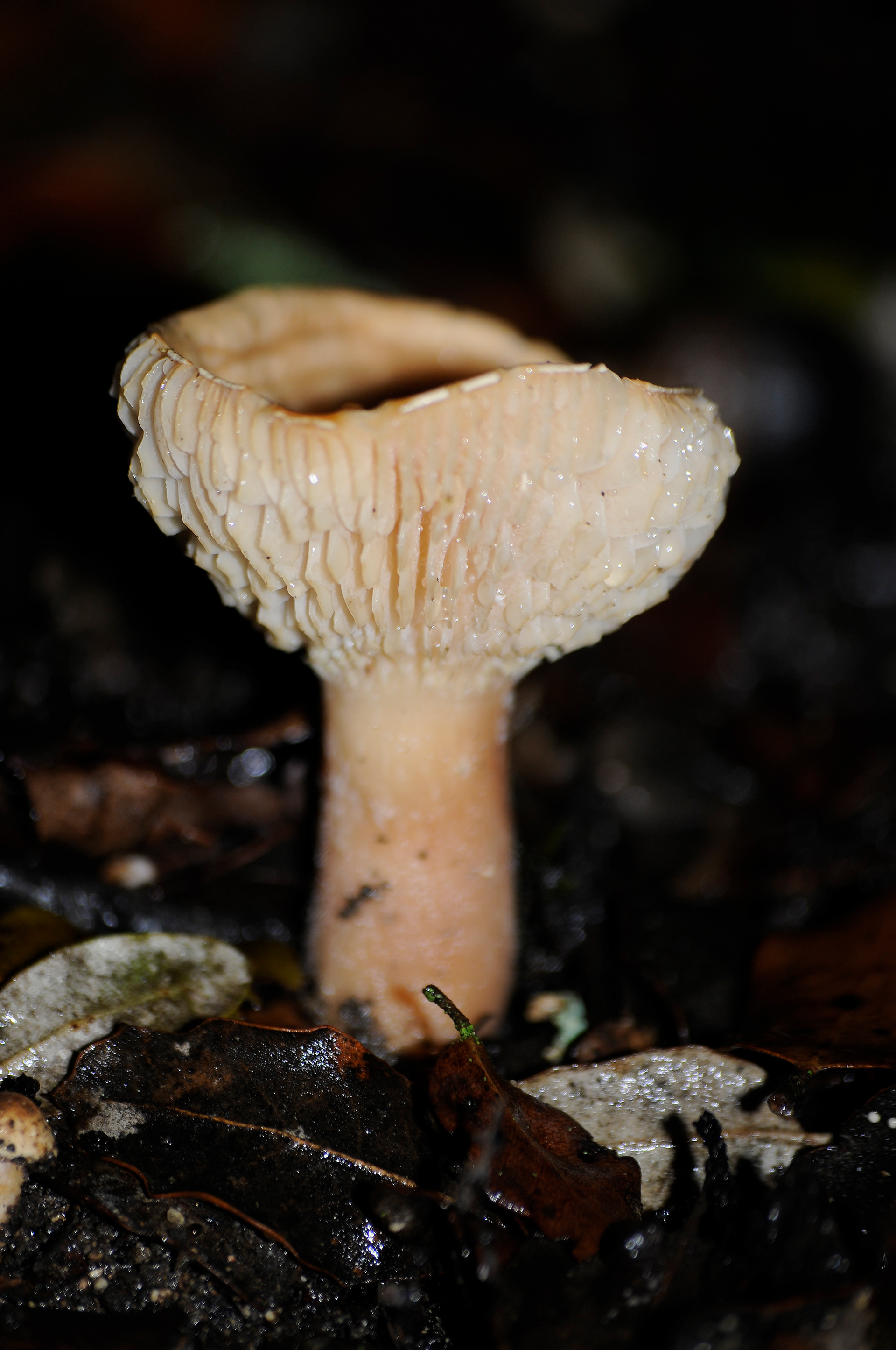 Lactarius