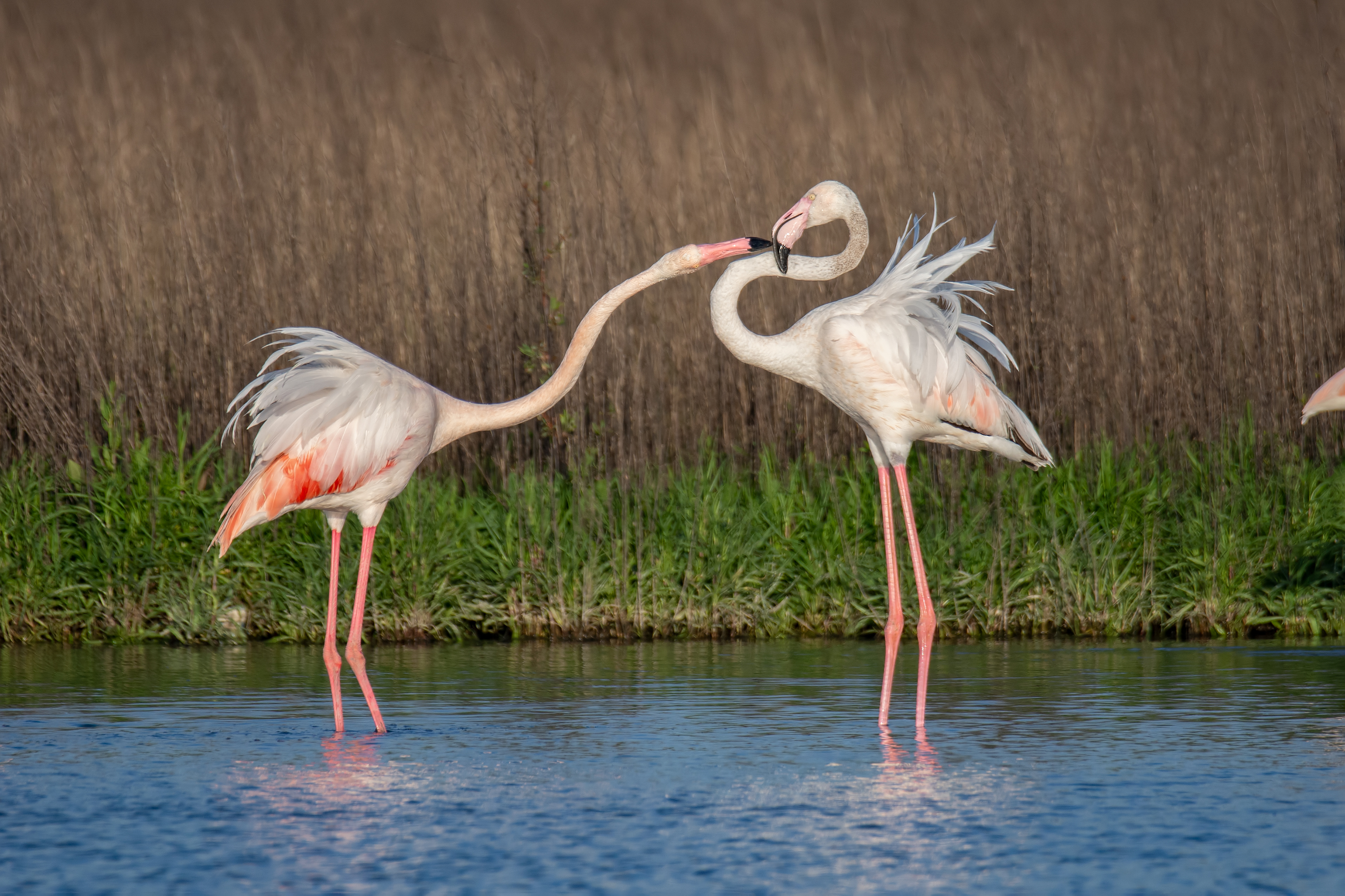Flamencos . Fuente de Piedra.