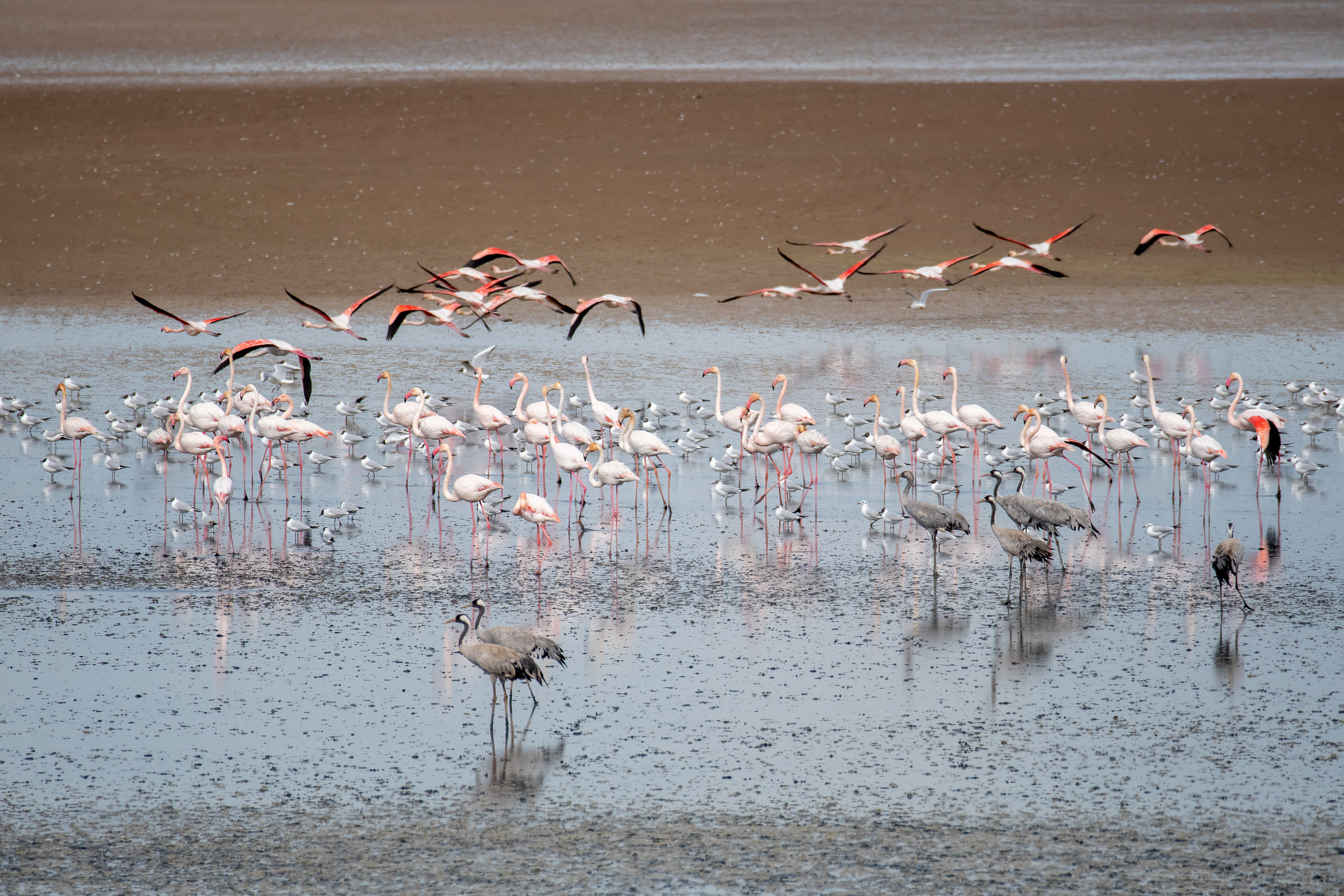 Flamencos, Grullas y Gaviotas reidoras. Fuente de Piedra.