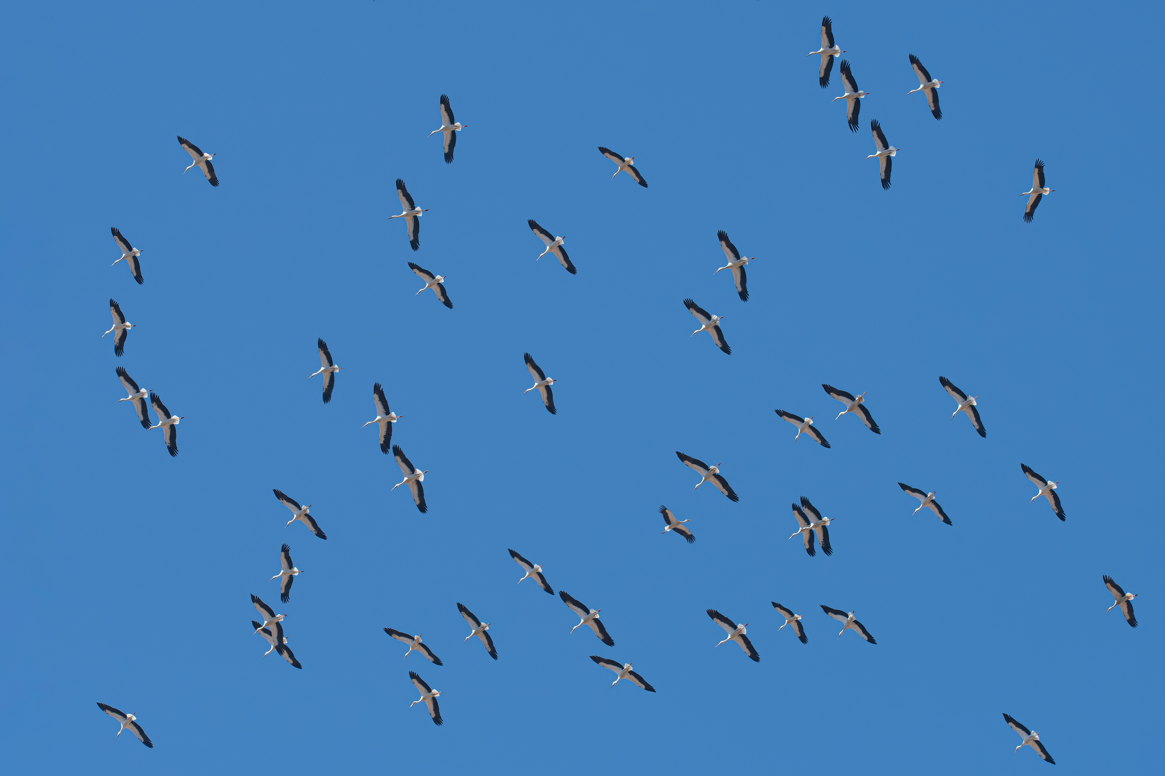 Cigüeñas blancas.  Tarifa.