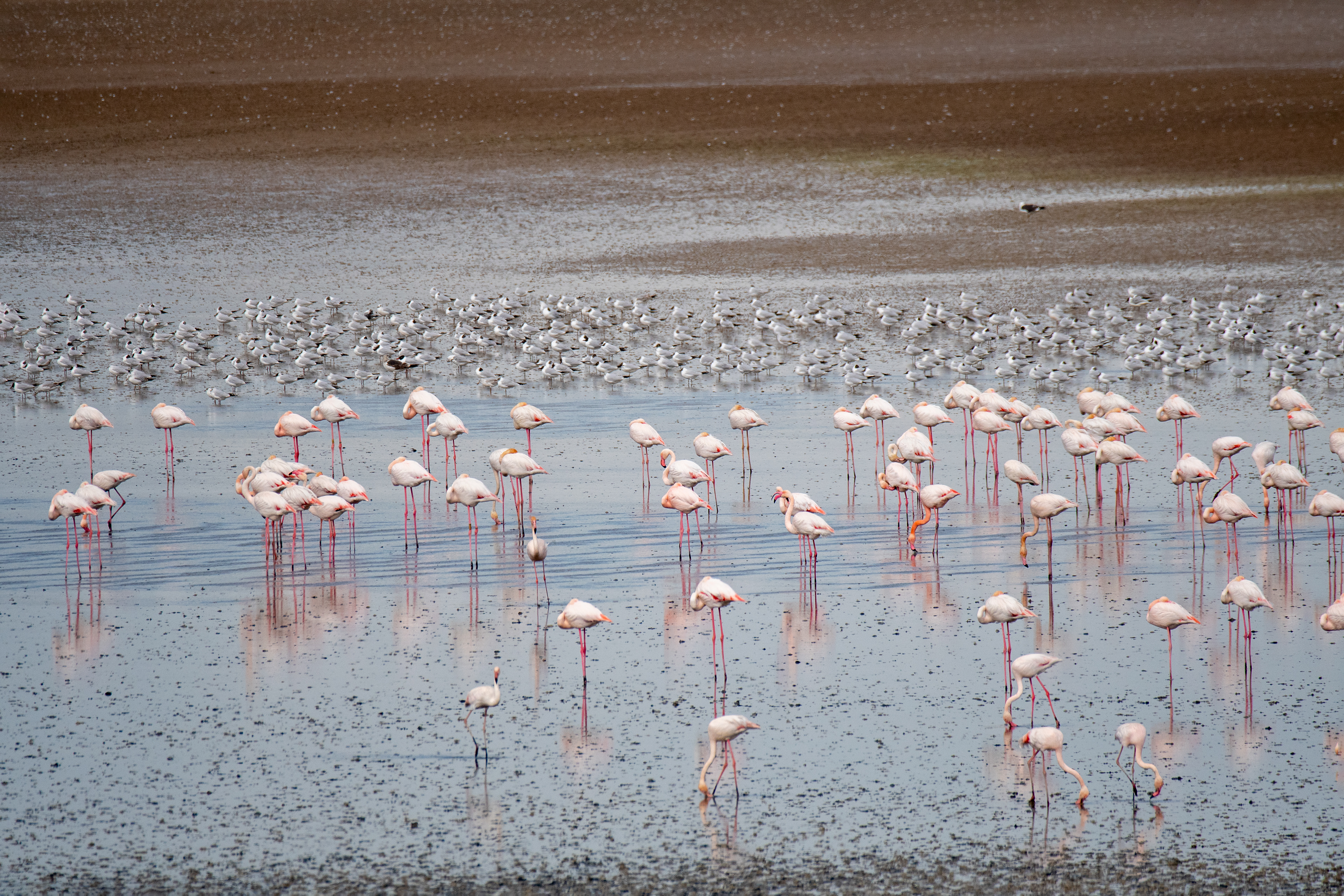 Flamencos y Gavioras reidoras. Fuente de Piedra.