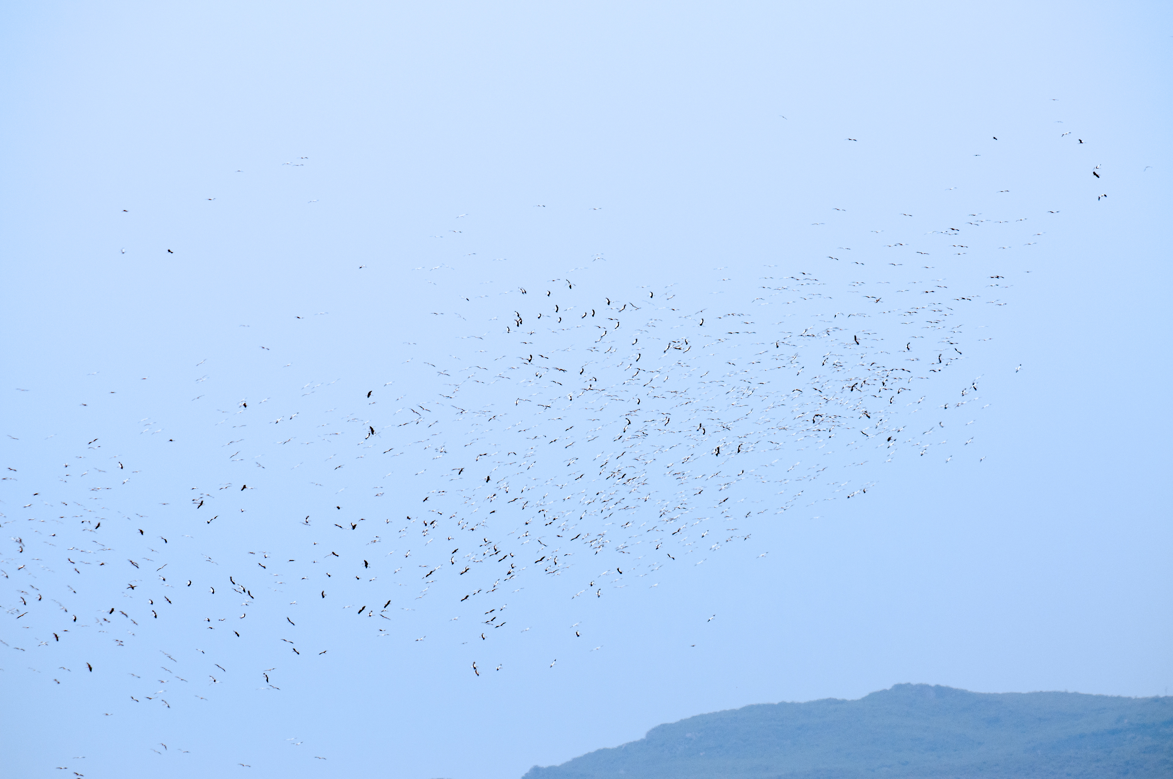 Cigüeñas blancas. Tarifa.
