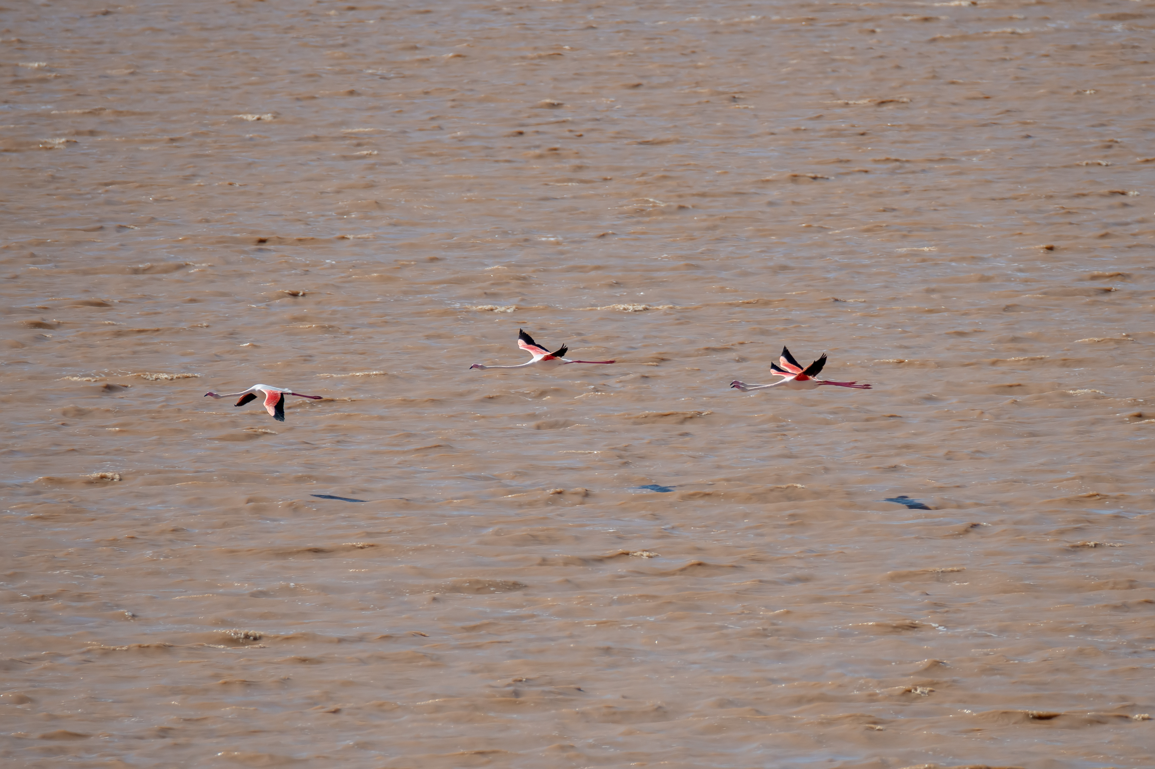 Flamencos. Fuente de Piedra.
