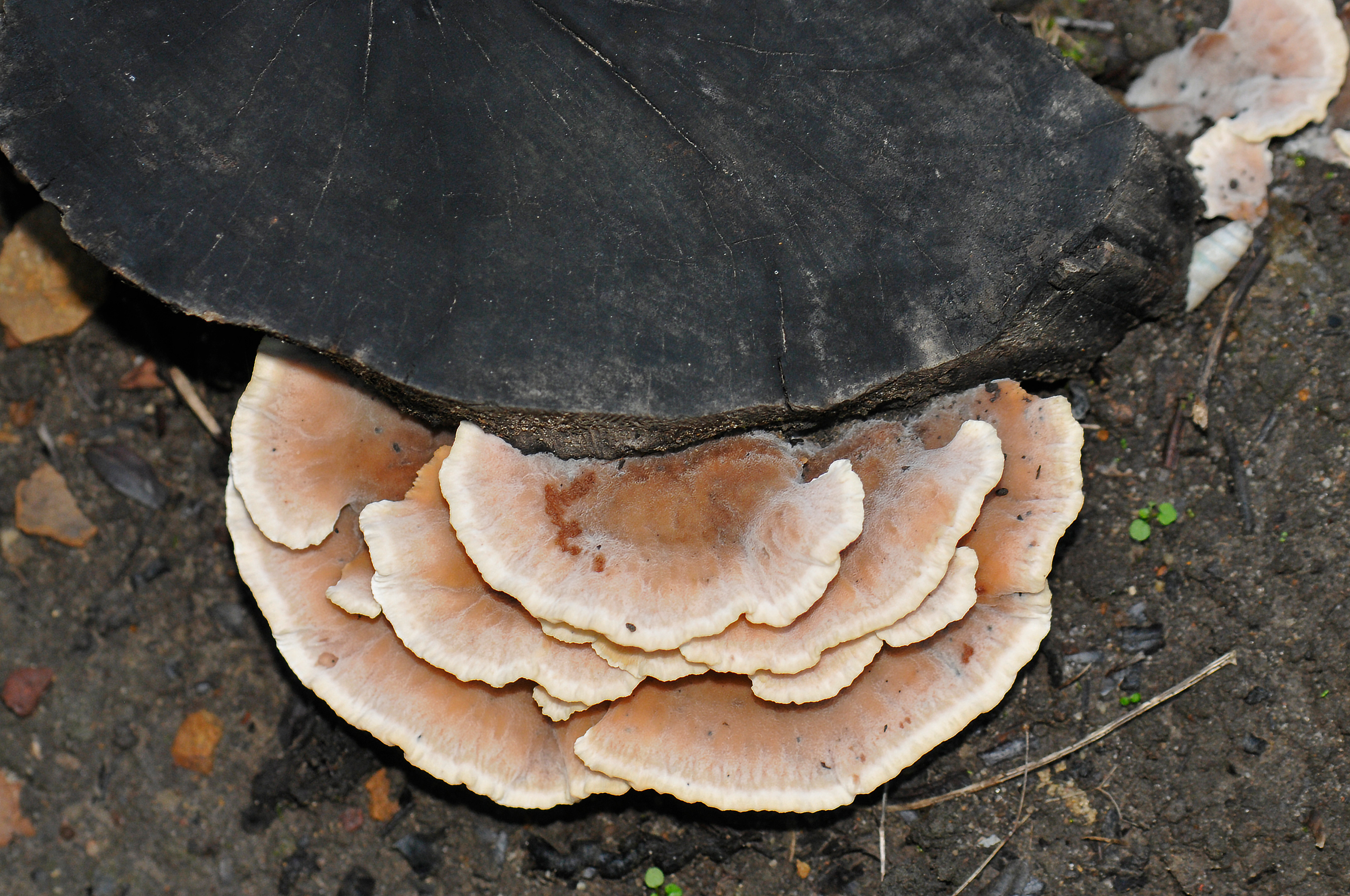 Phelebia