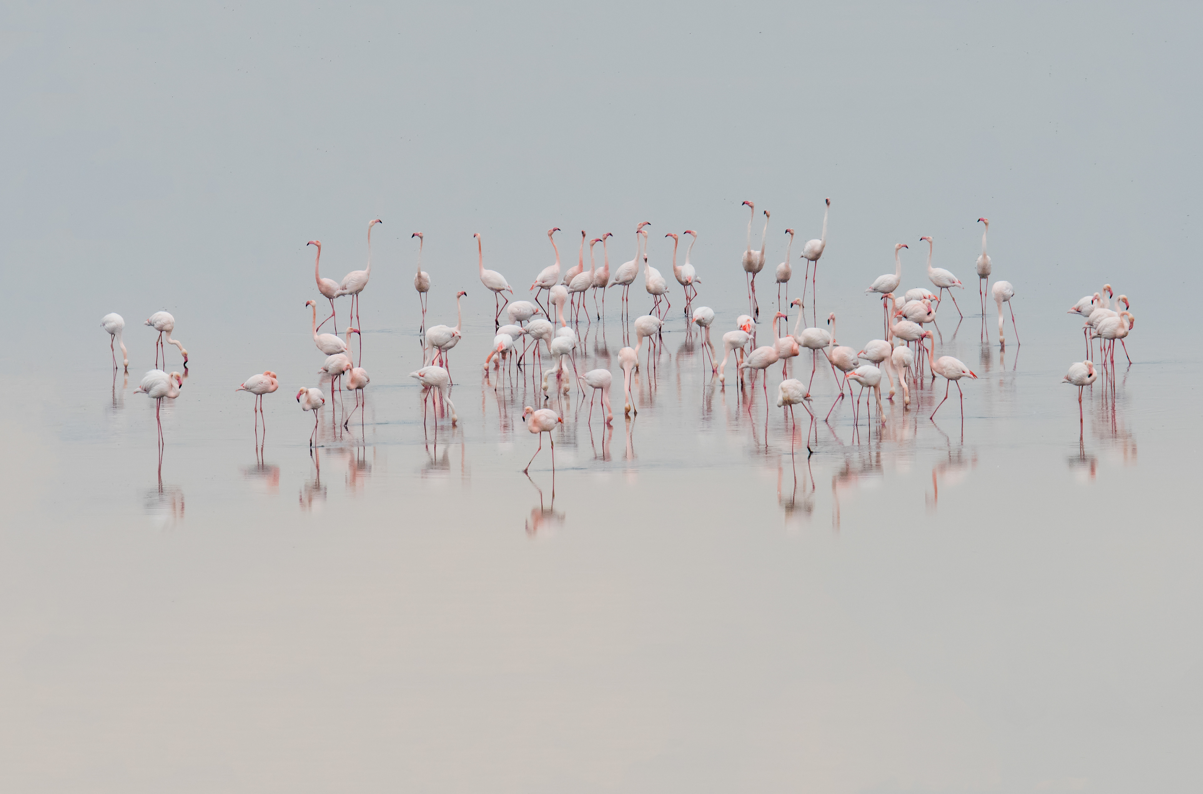 Flamencos. Fuente de Piedra.