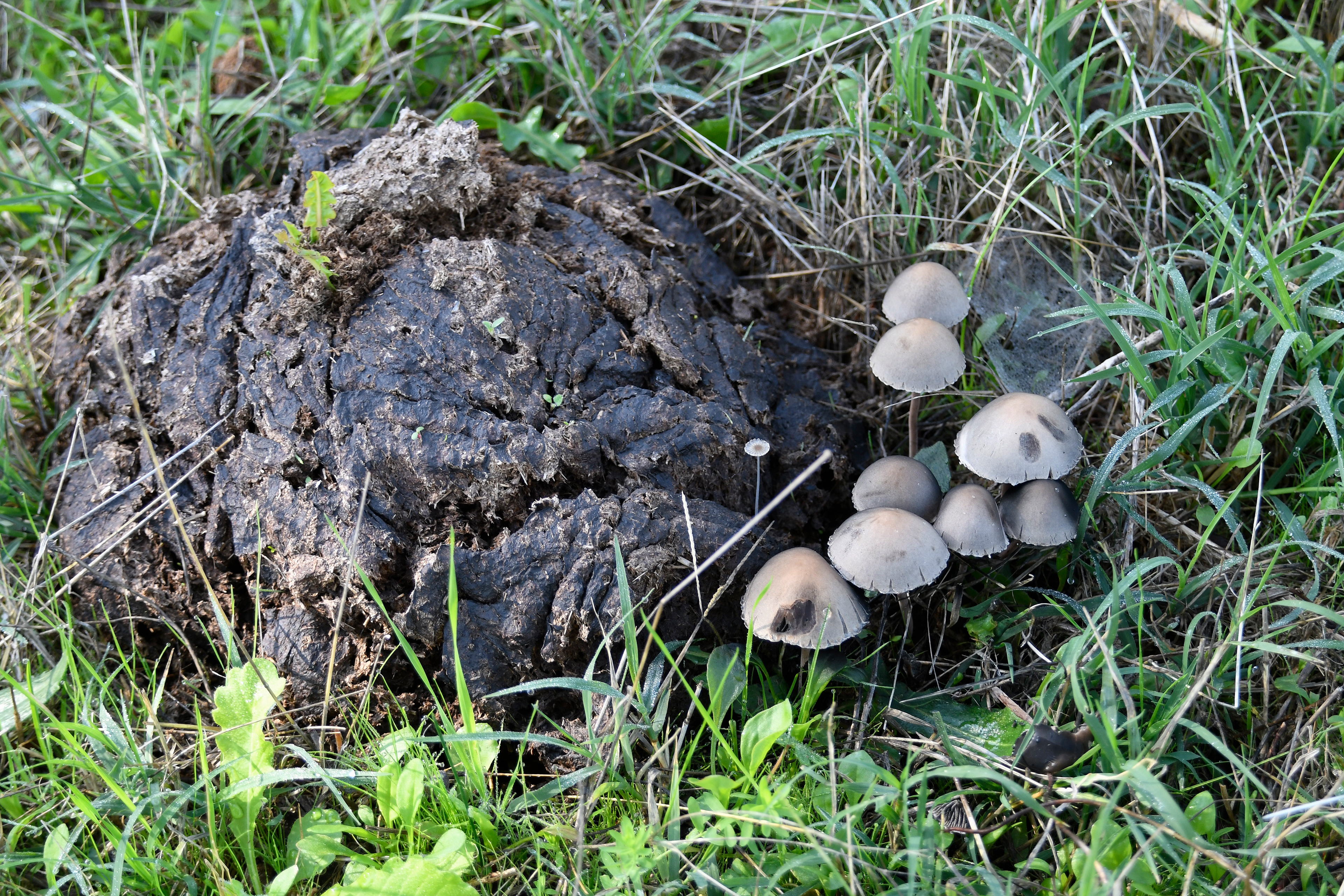 Panaeolus