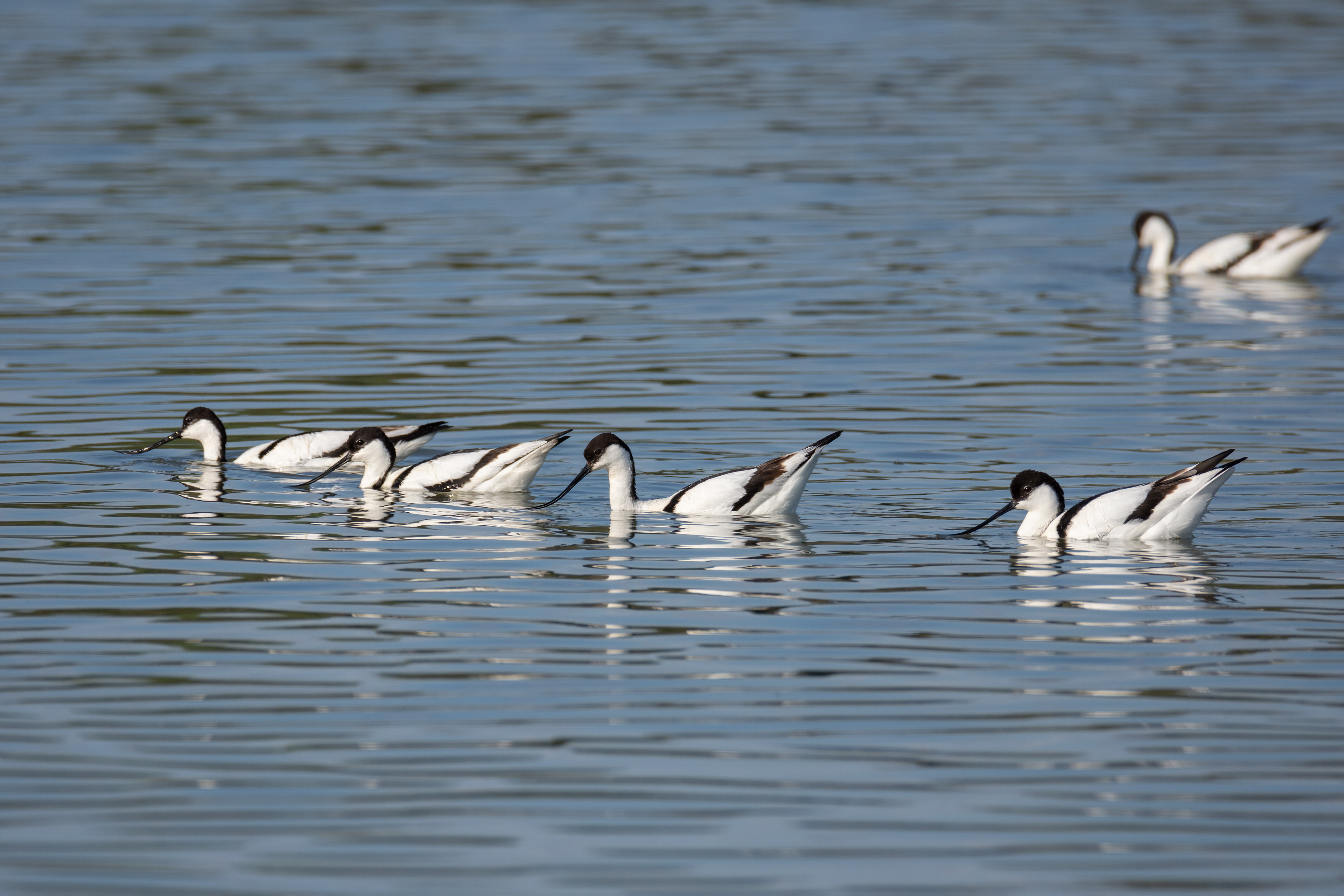Avocetas. Fuente de Piedra.