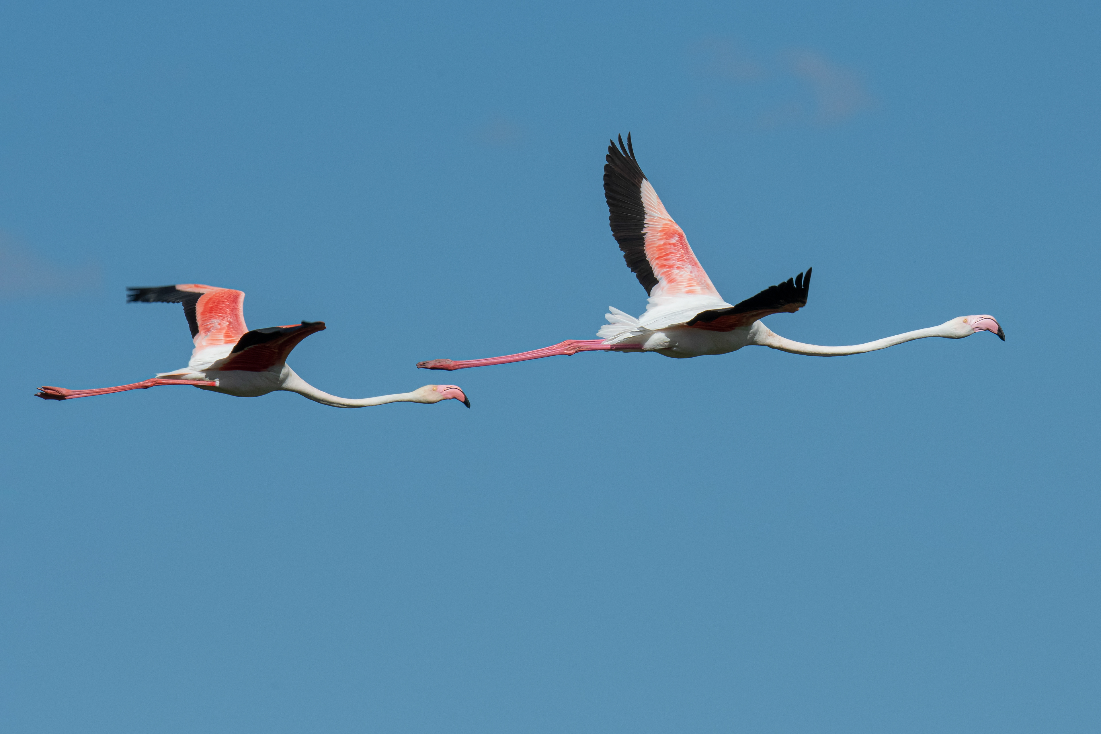 Flamencos. Fuente de Piedra.