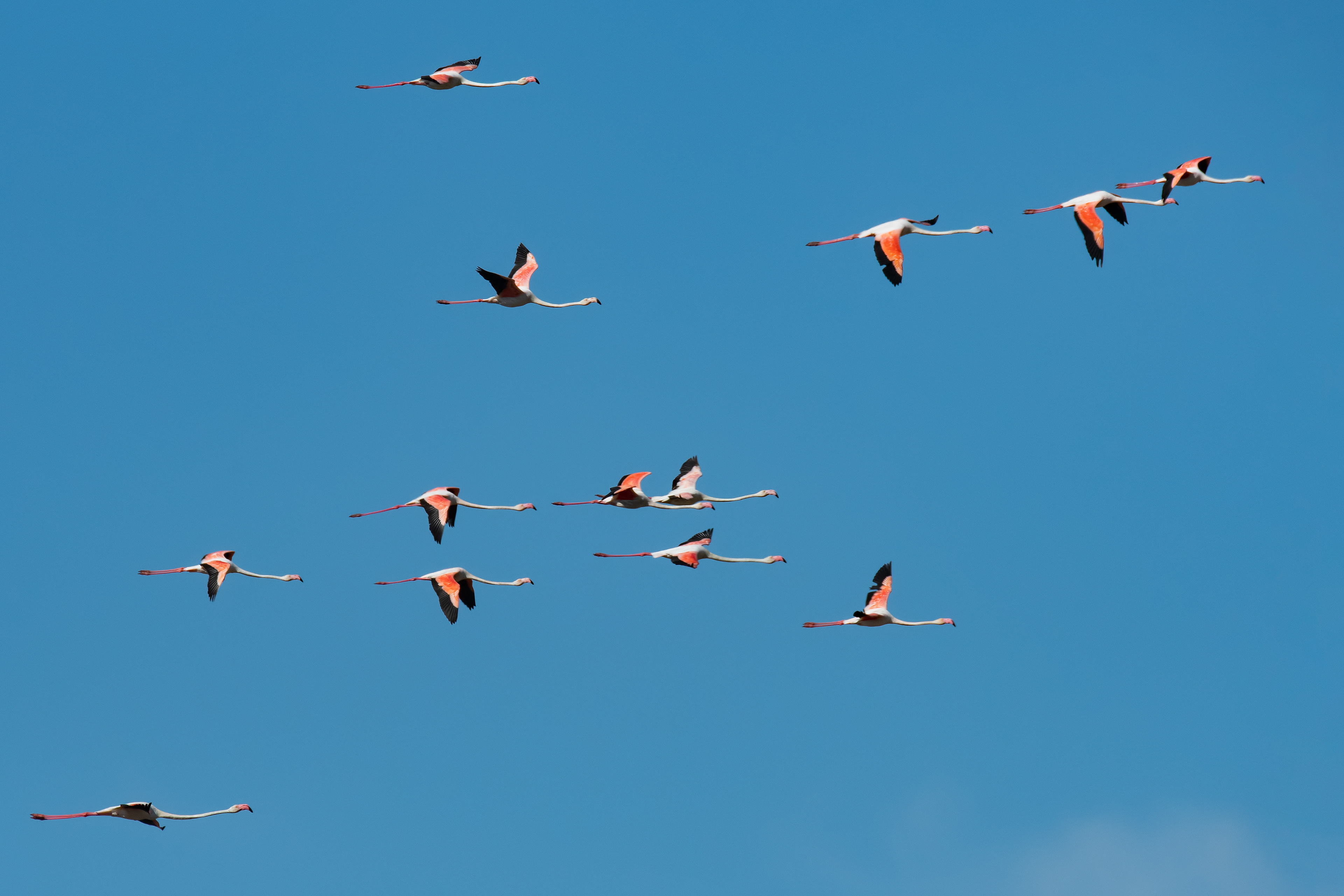 Flamencos. Fuente de Piedra.