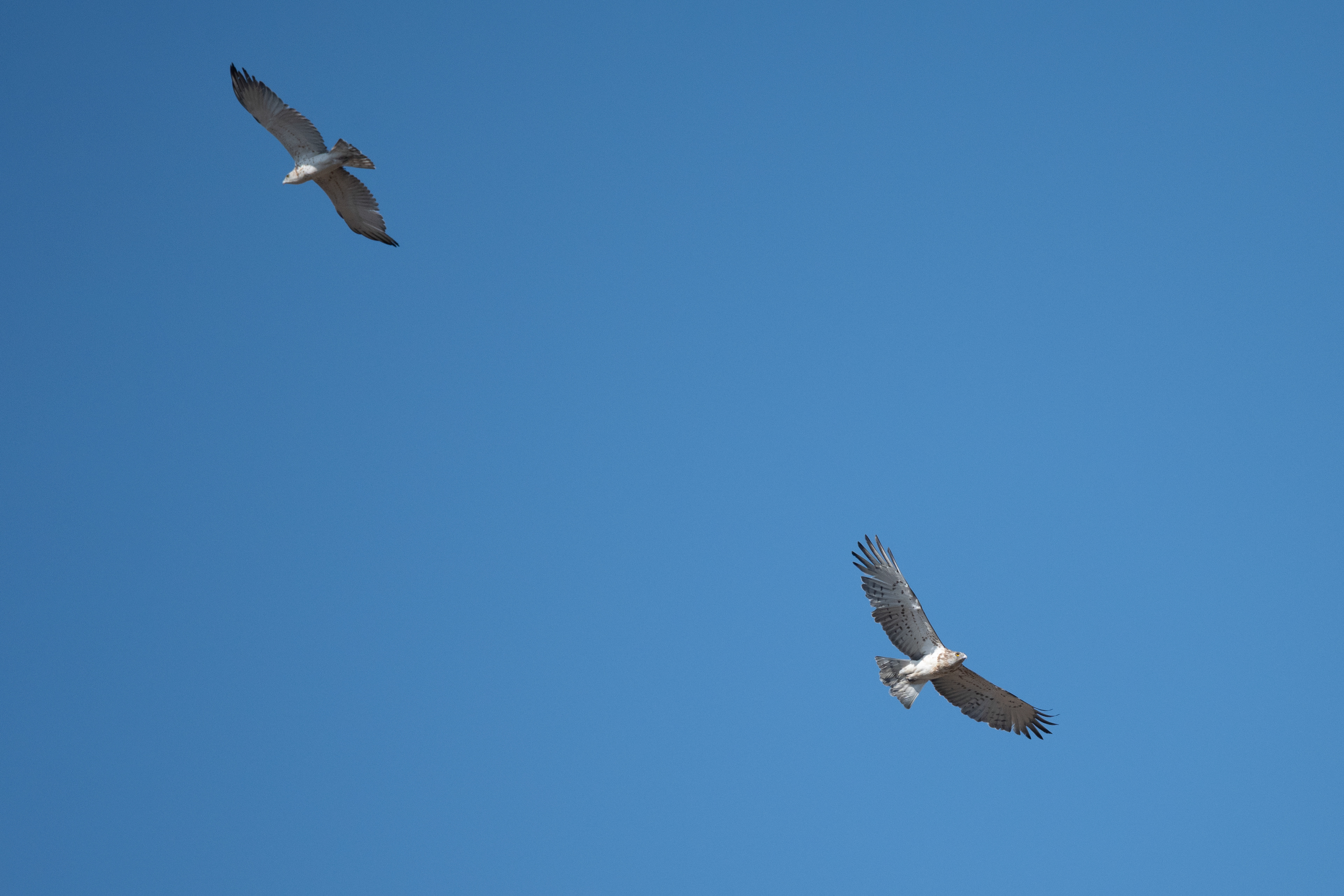 Culebrera europea. Agosto. Tarifa.