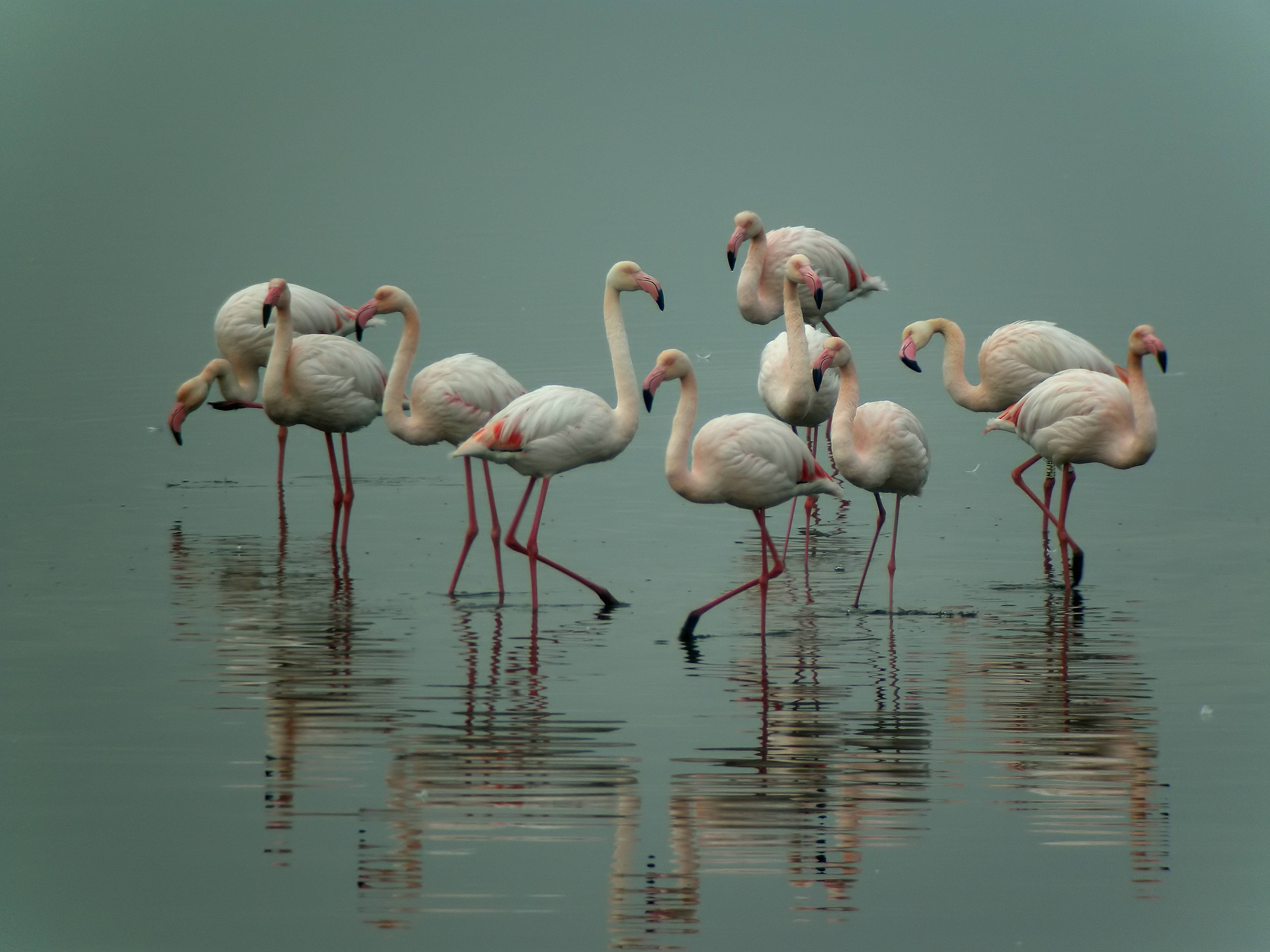 Flamencos. Fuente de Piedra.