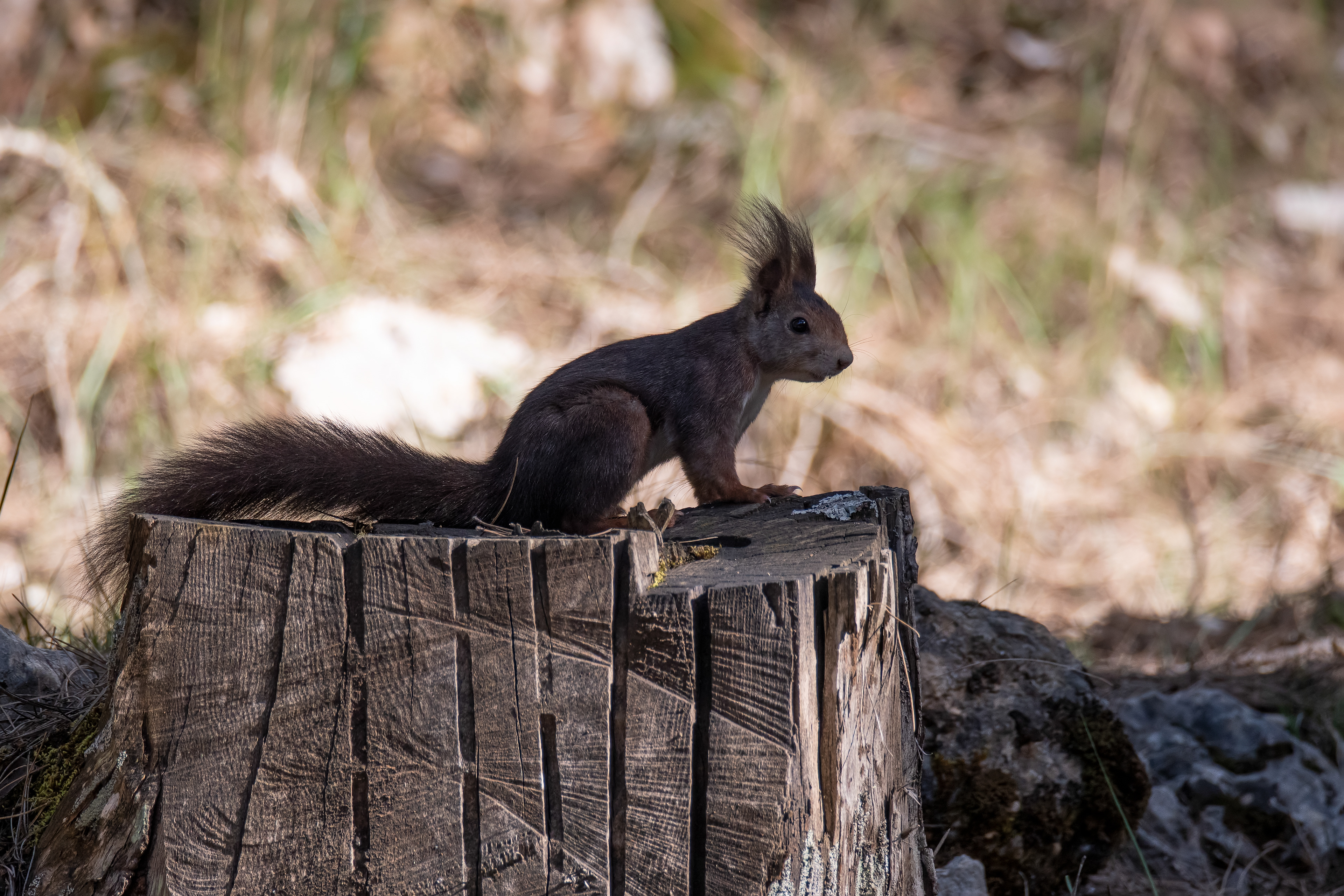 Ardilla roja. Sierra de Cazorla.