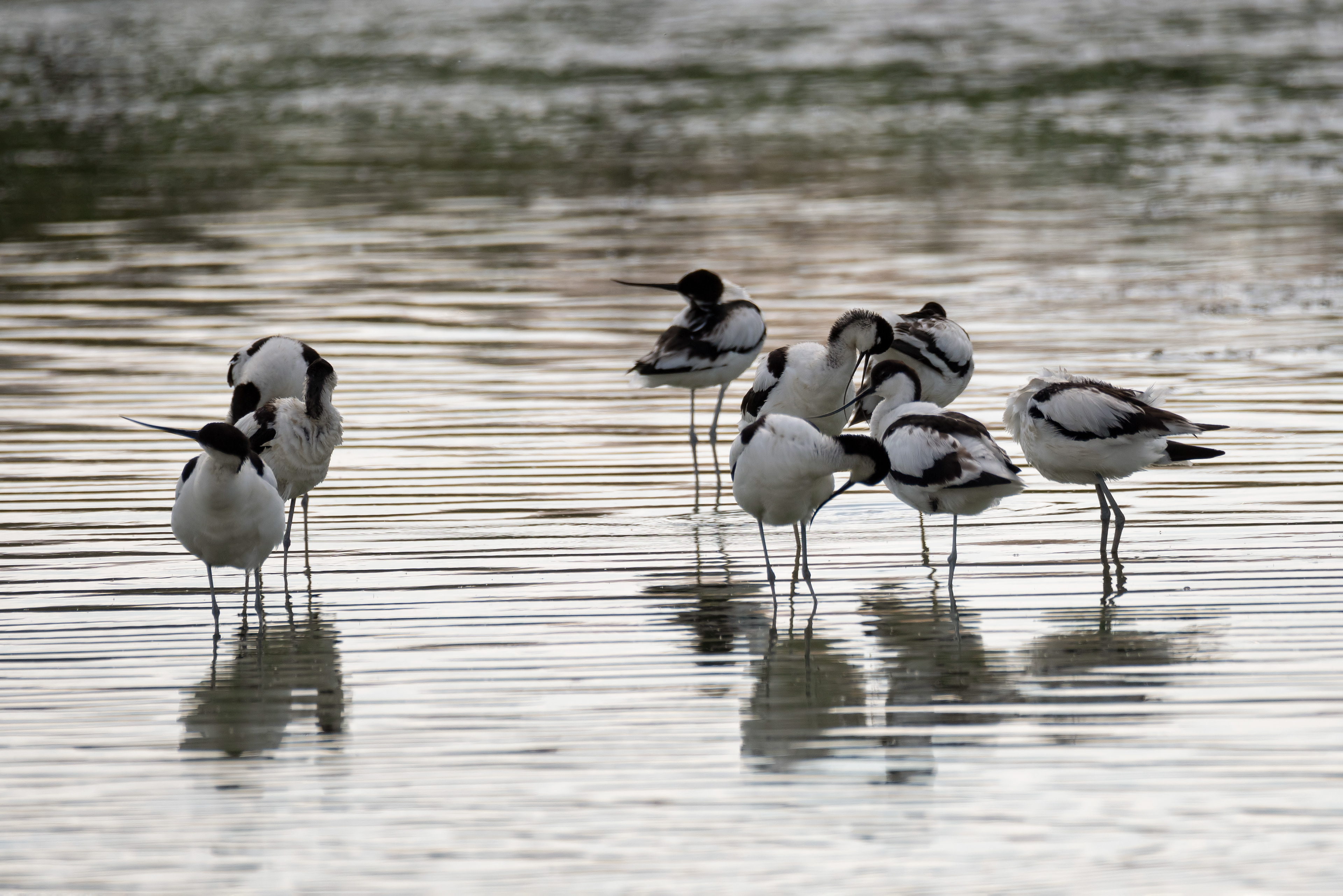 Avocetas. Fuente de Piedra.