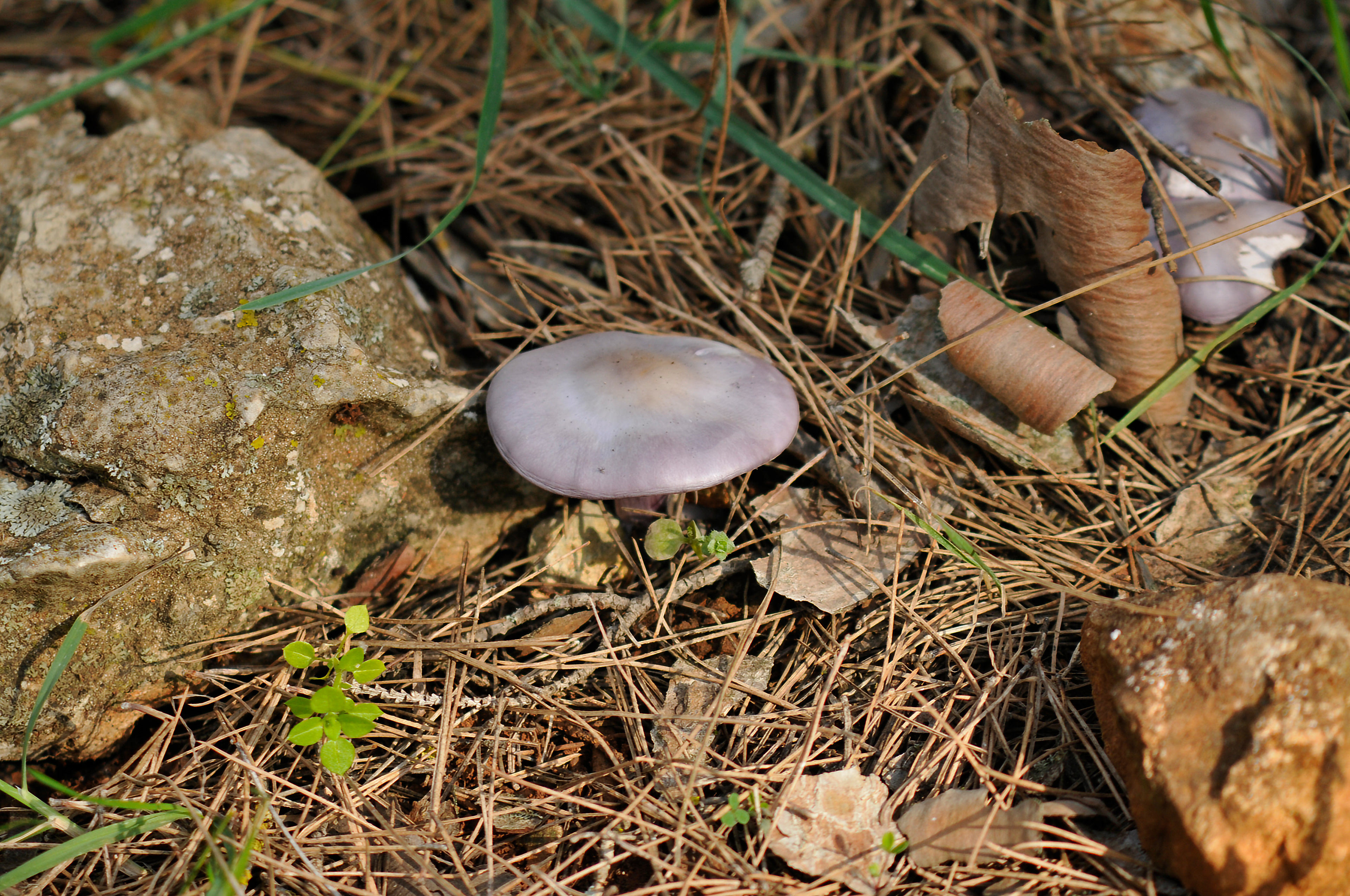 Lepista