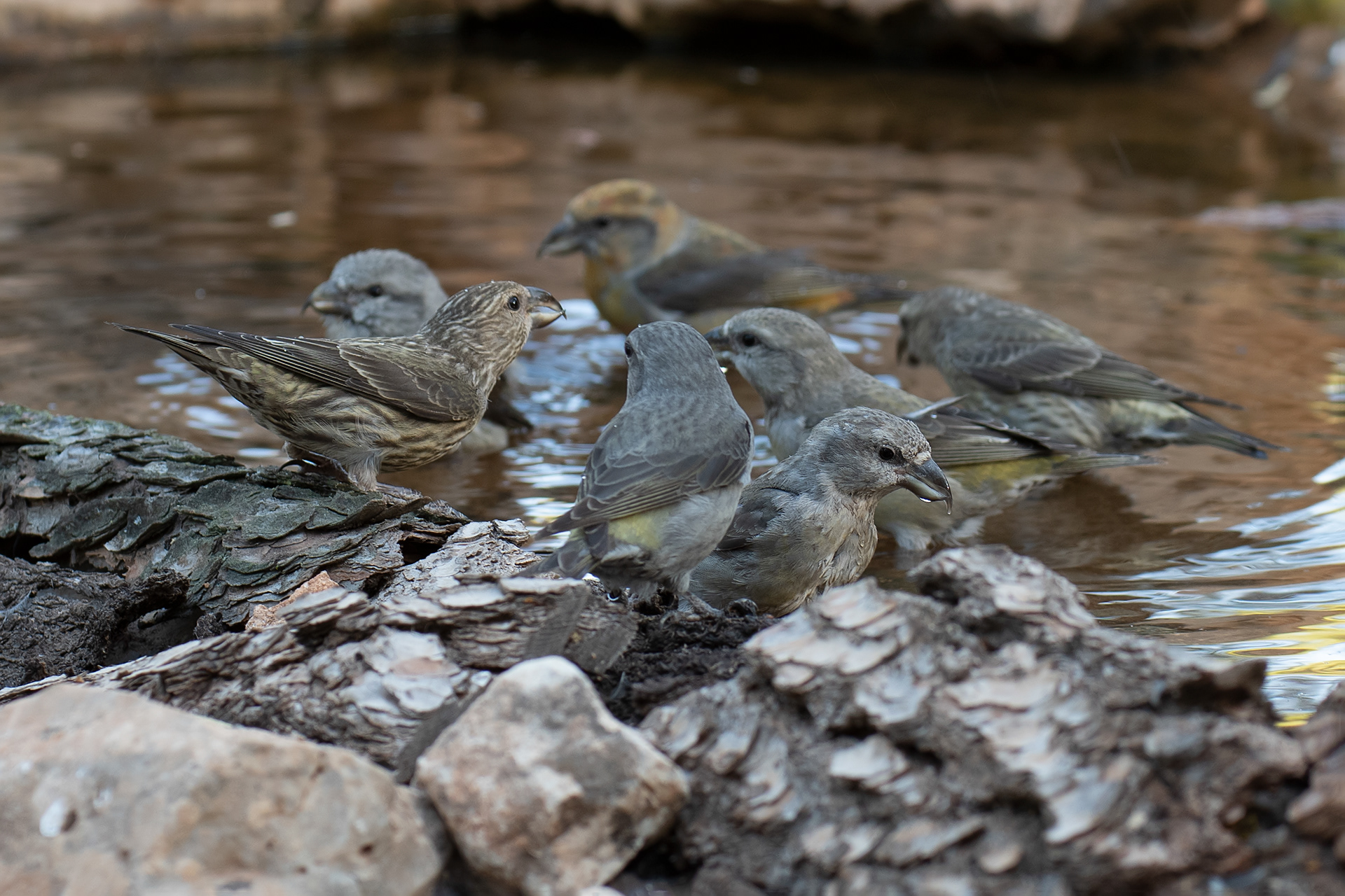 Piquituertos comunes. Gilena.