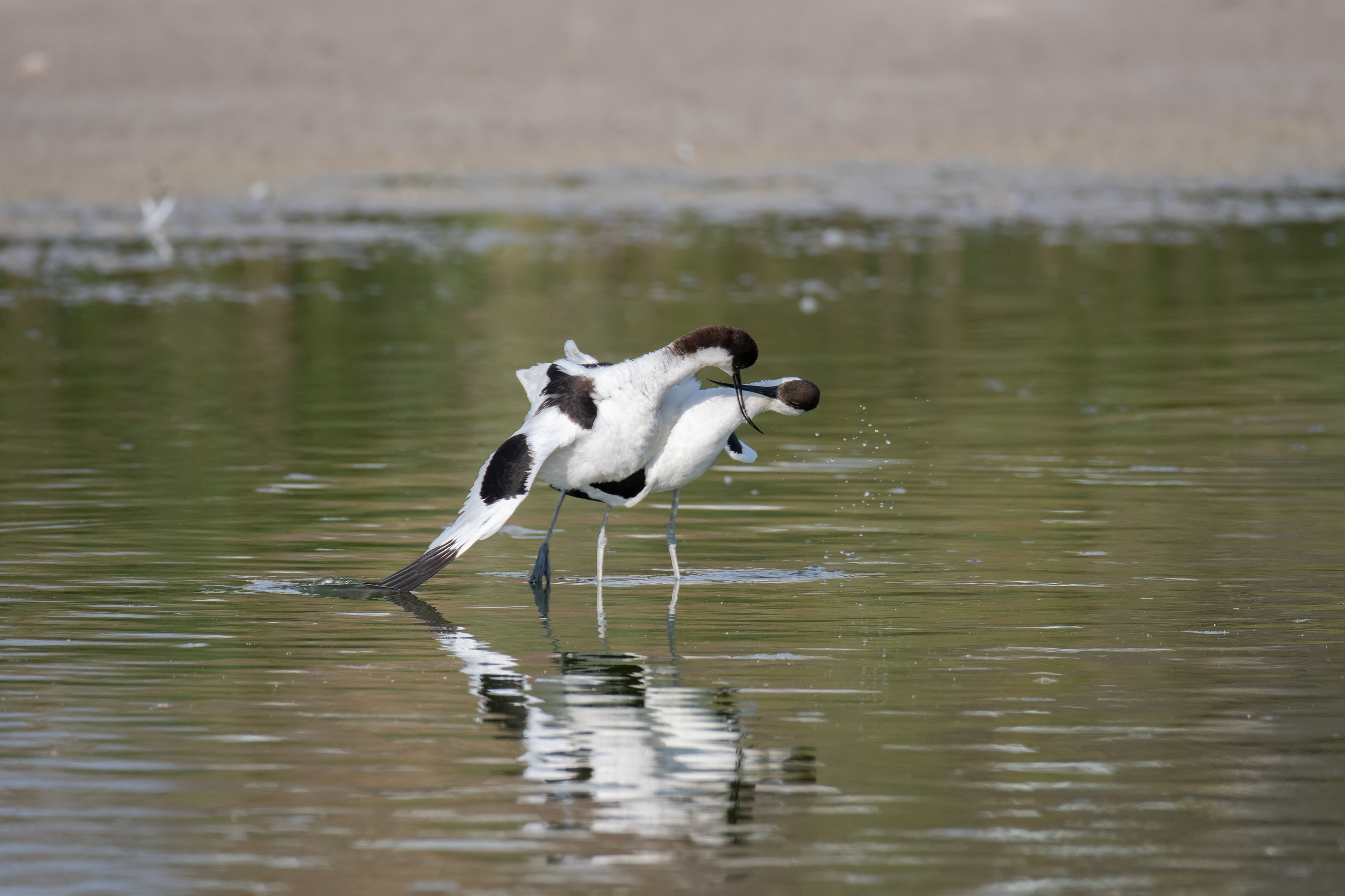 Fuente de Piedra. Avoceta.
