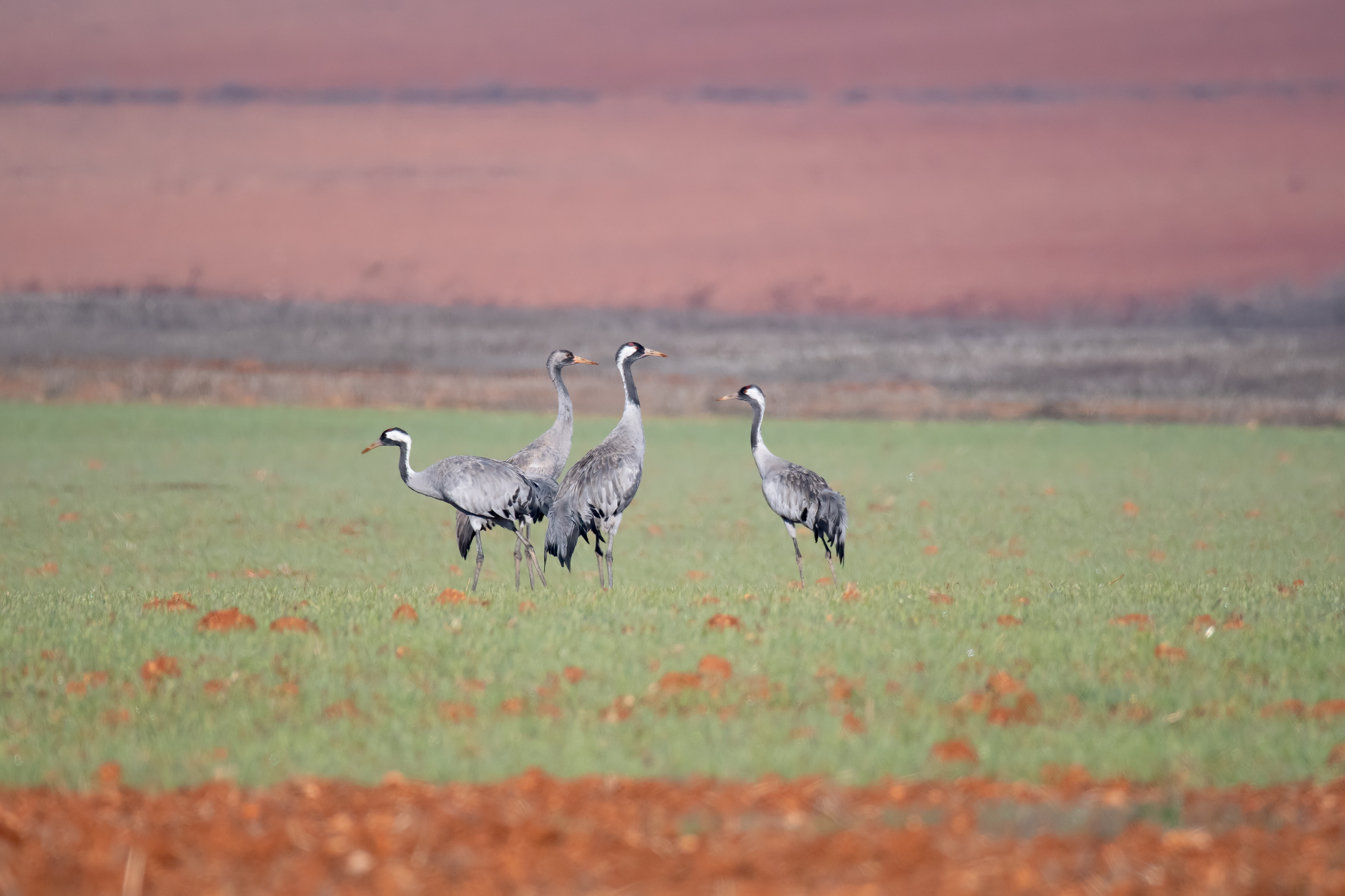 Grulla común. Fuente de Piedra.