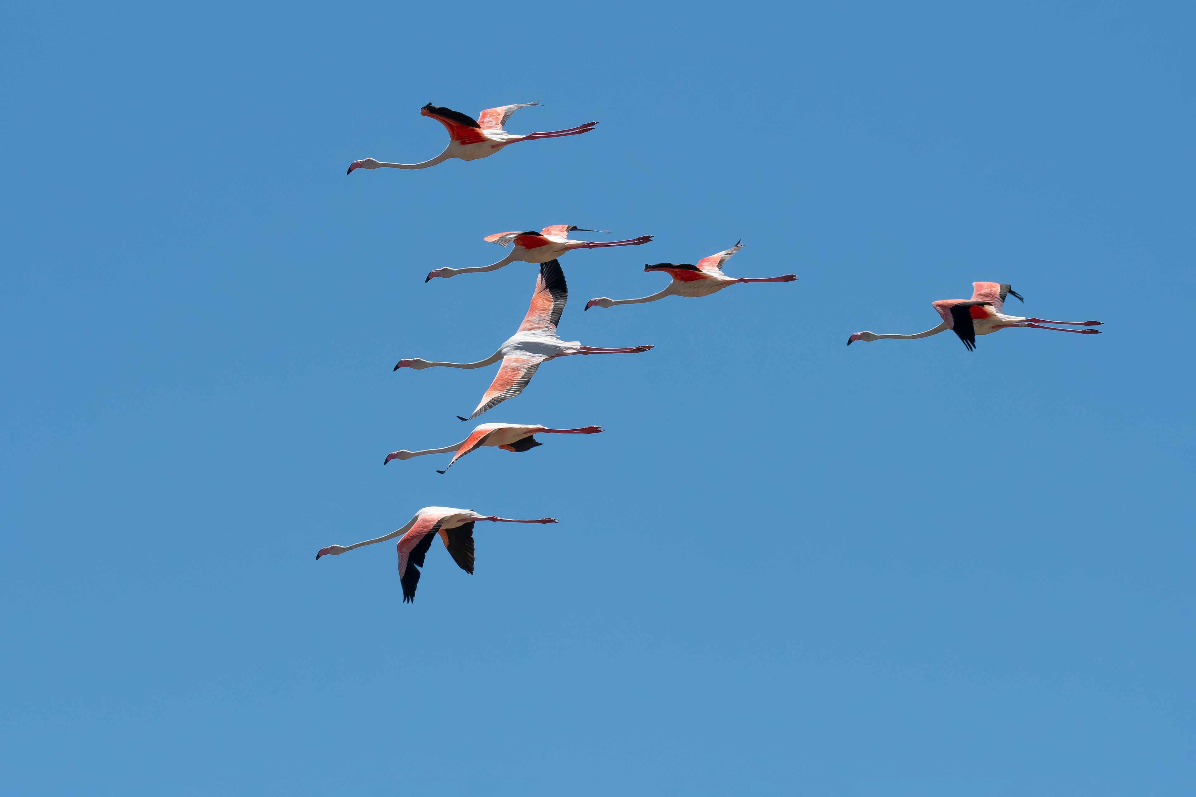 Flamencos. Fuente de Piedra.