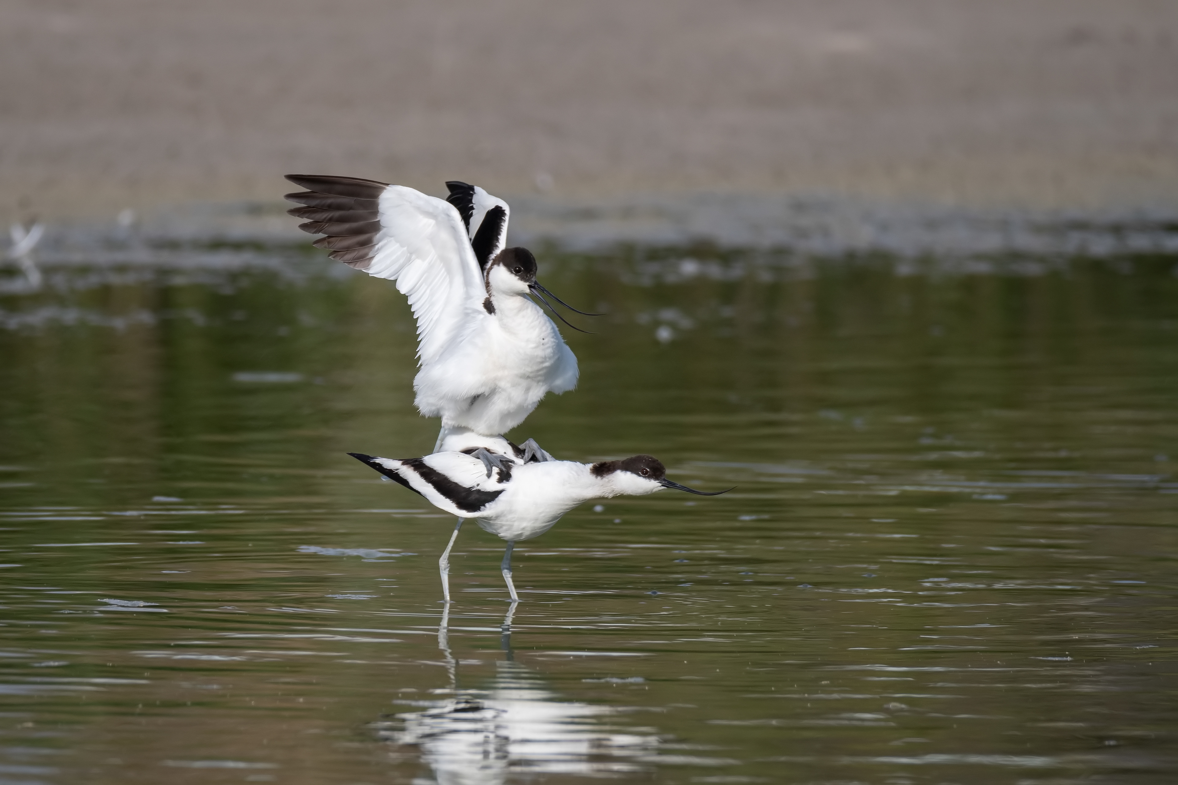 Avoceta. Fuente de Piedra.