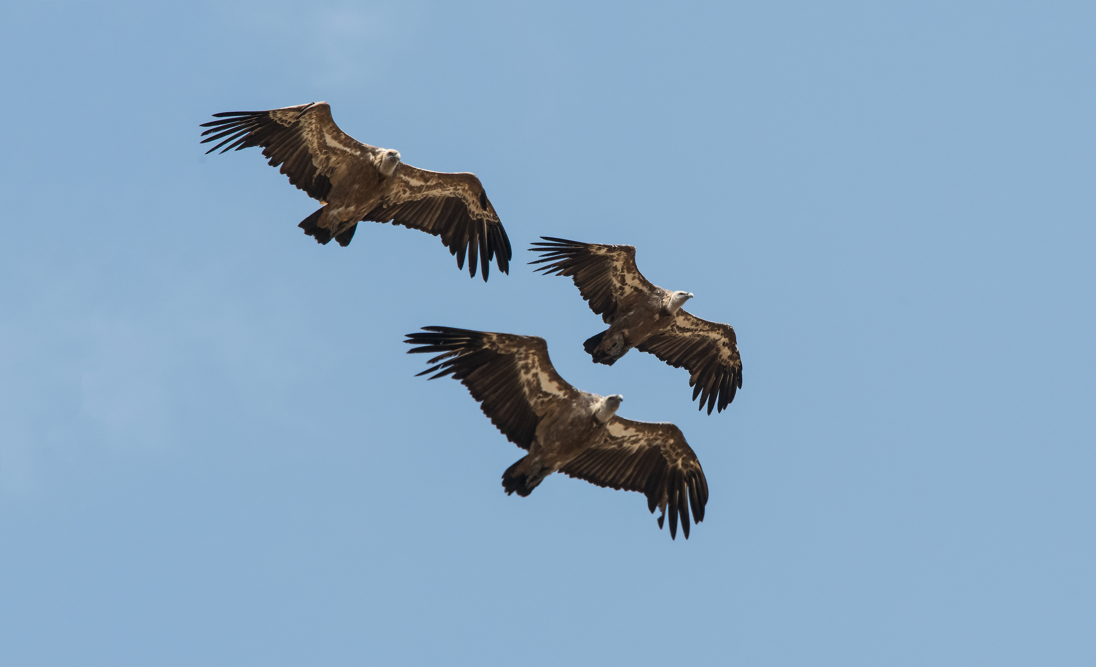 Buitres leonados. Sierra de Cazorla
