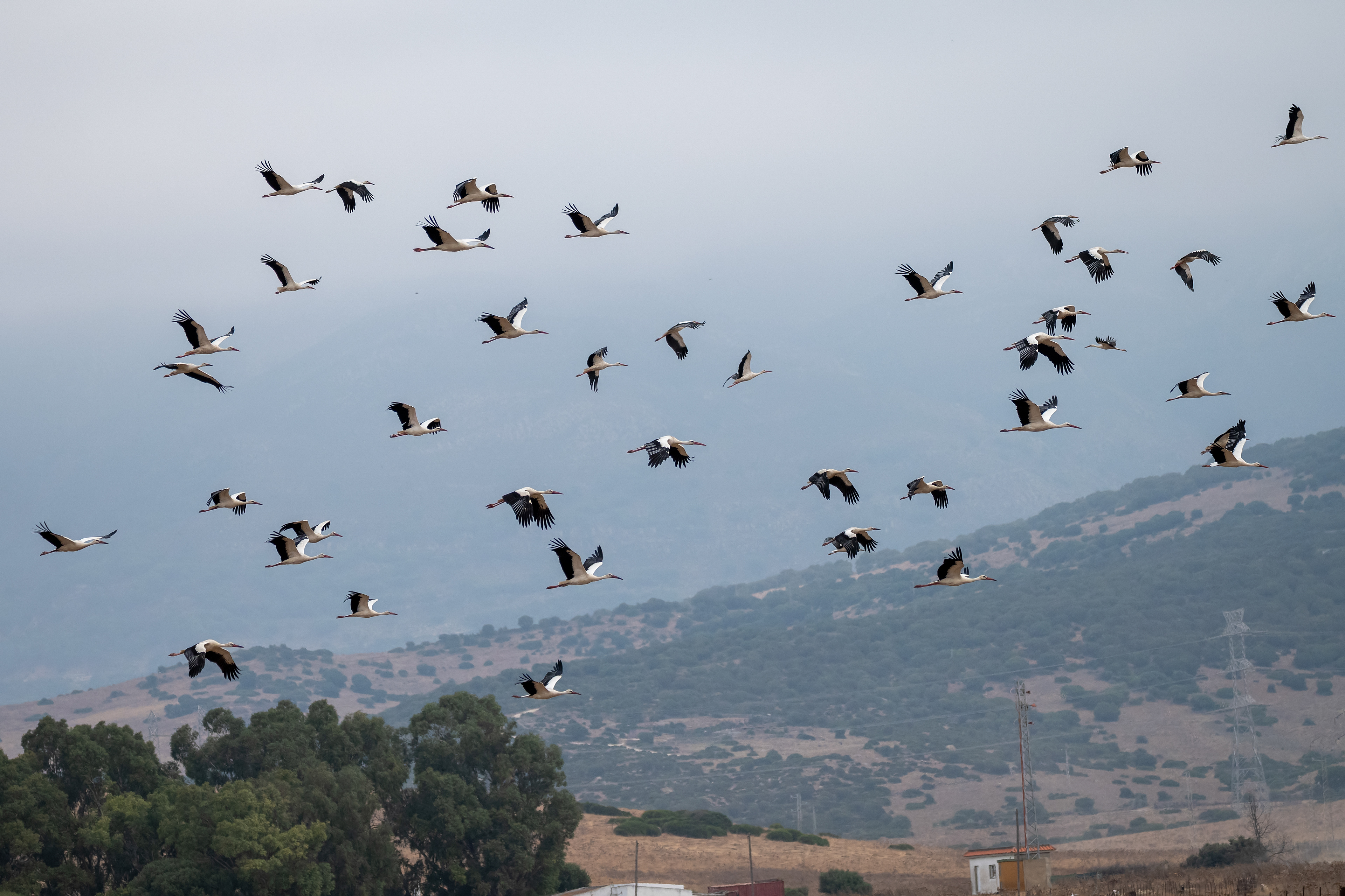 Cigúeña blanca. Agosto. Tarifa.