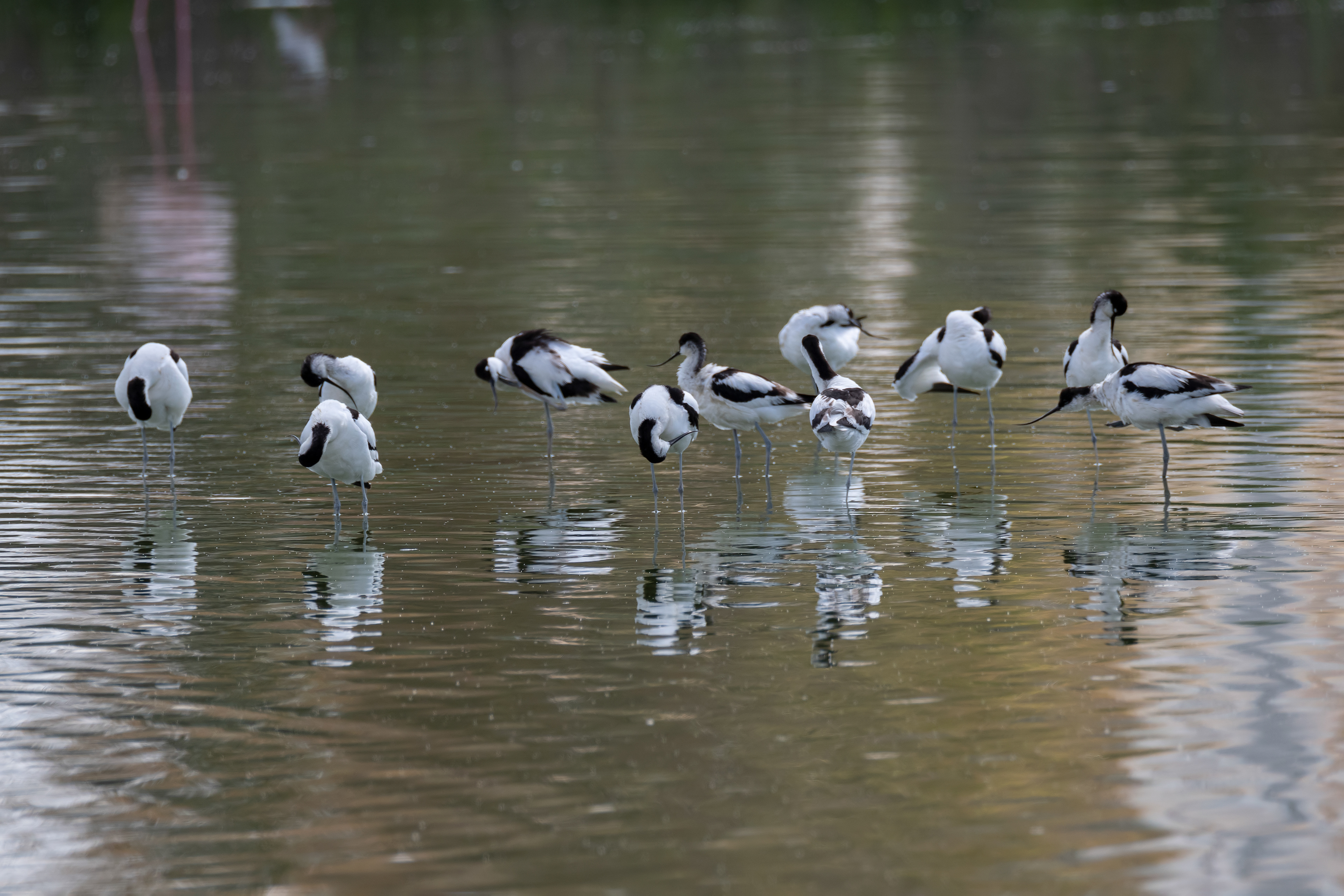 Avocetas. Fuente de Piedra.
