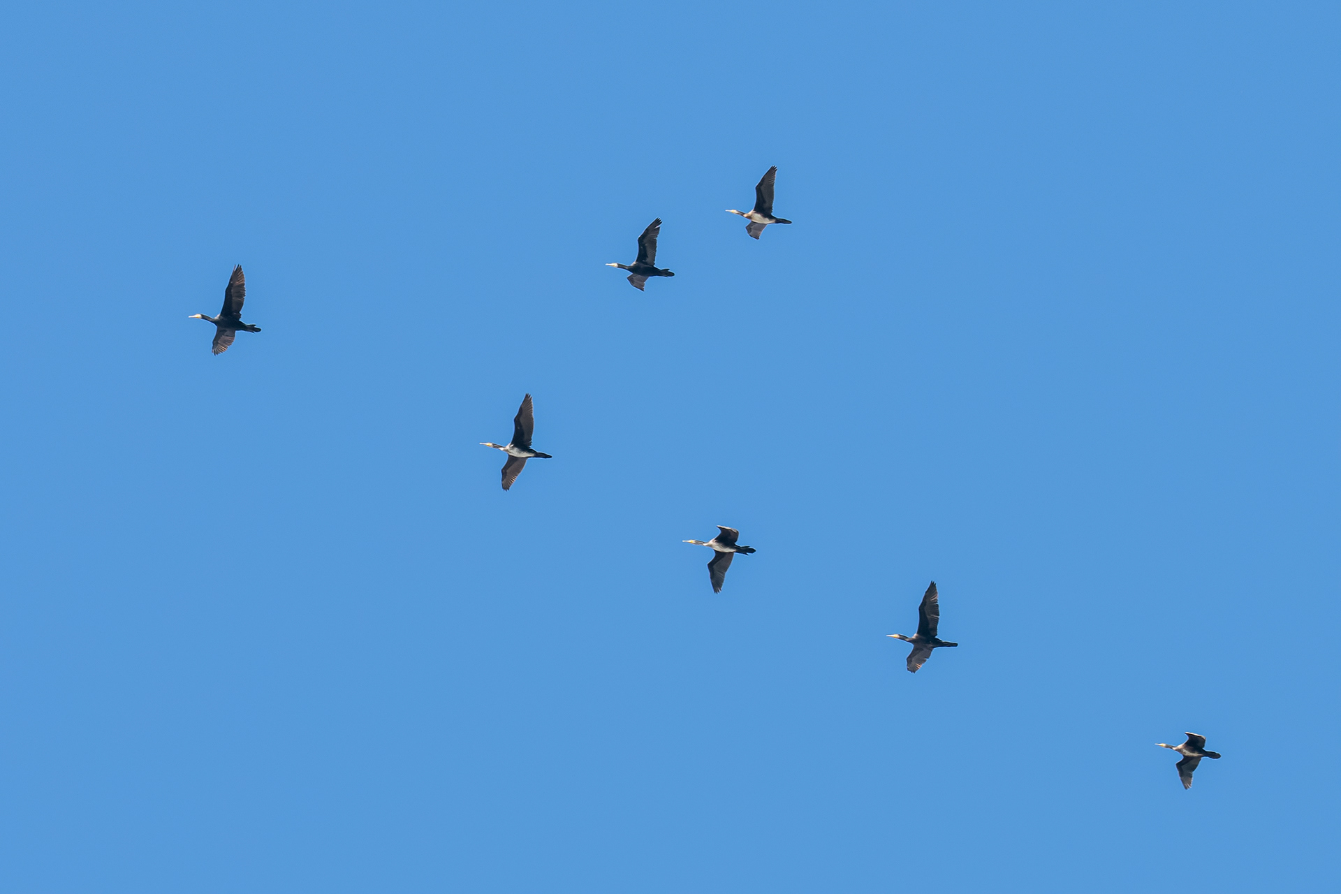 Cormorán grande. Bahía de Cádiz.