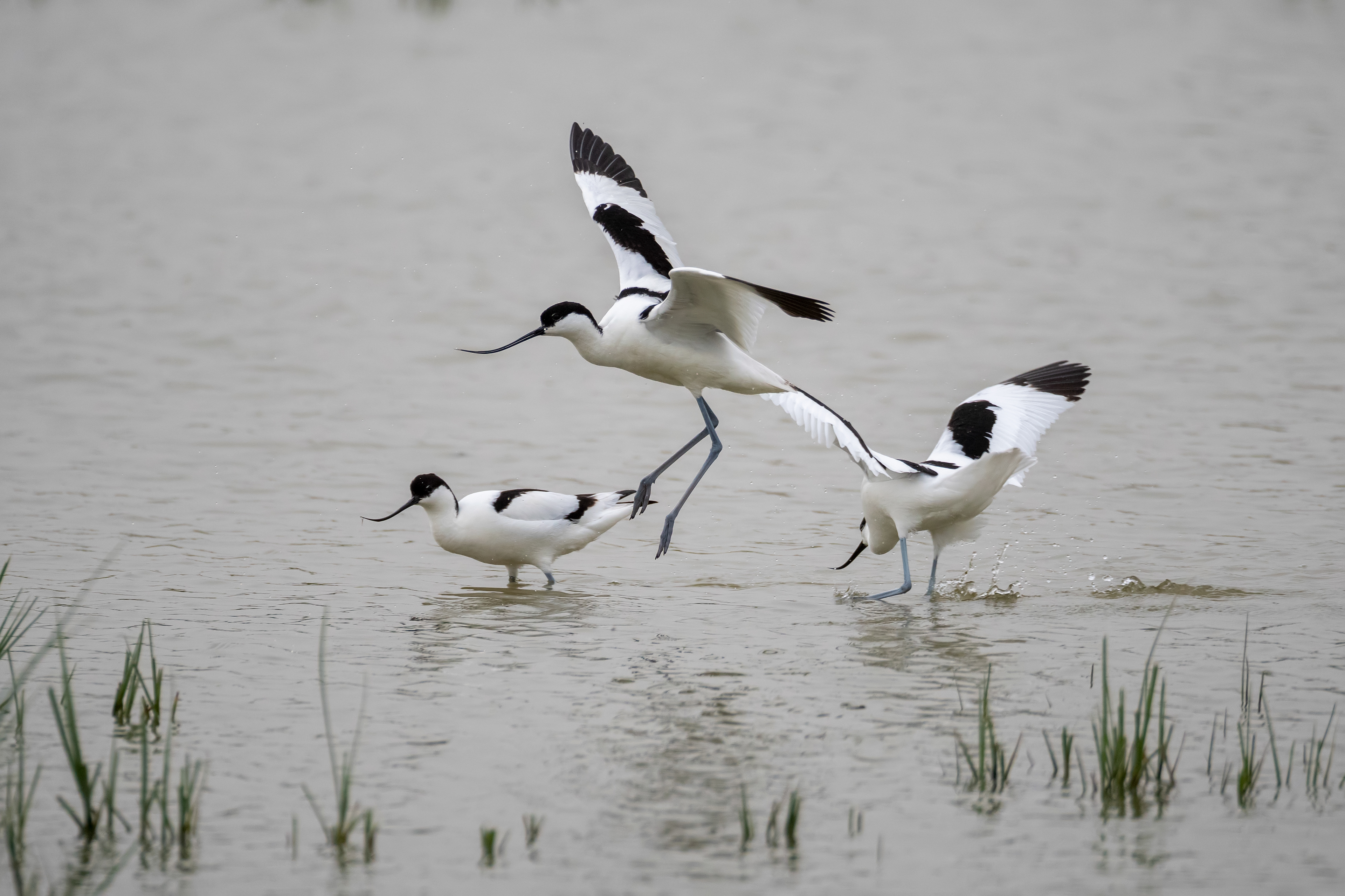 Avoceta. Fuente de Piedra.