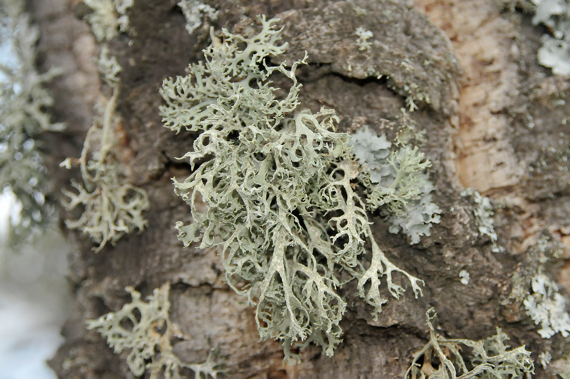 Ramalina
