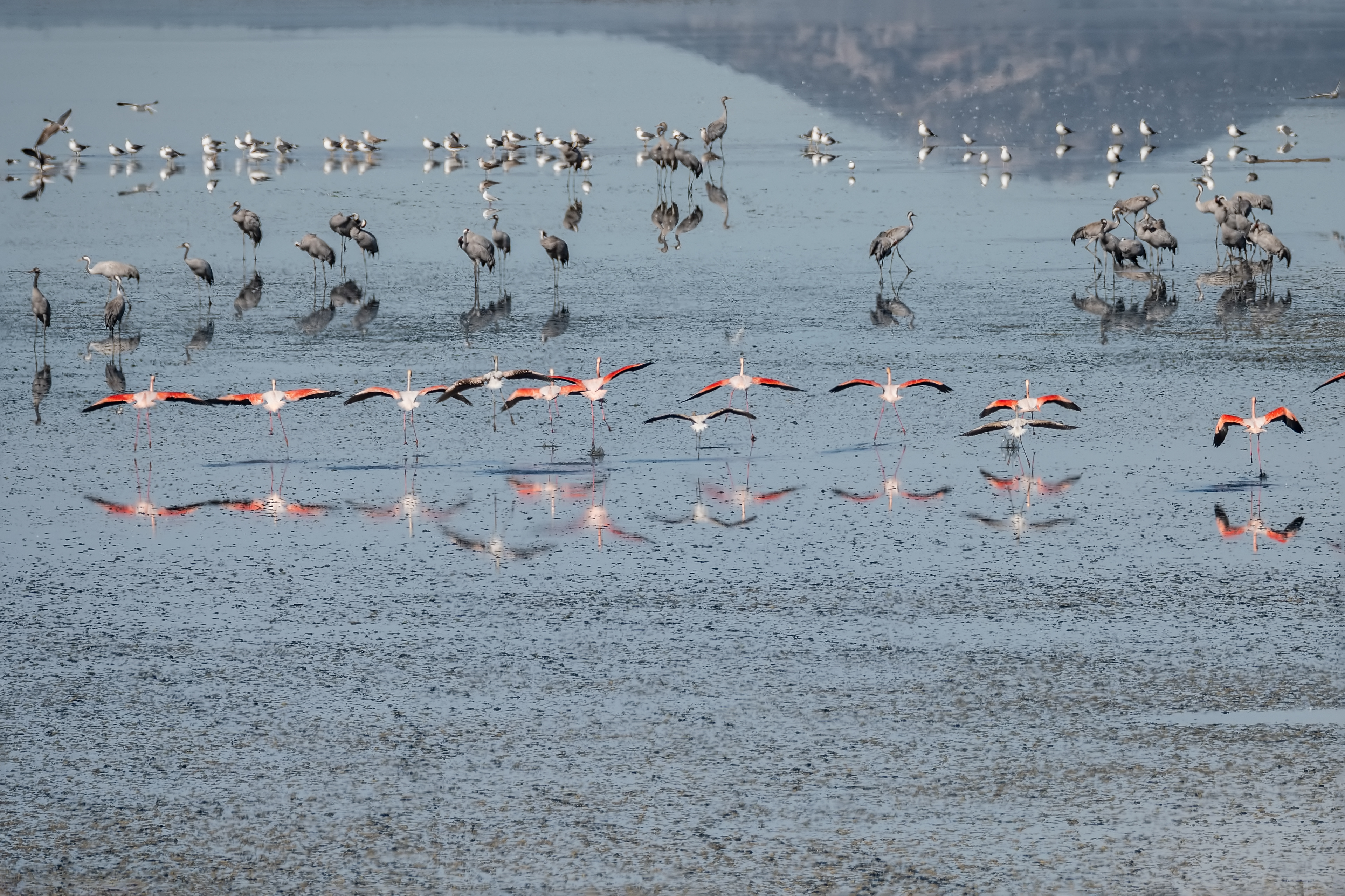 Flamenco común, Grullas y Gaviotas sombrías. Fuente de  Piedra