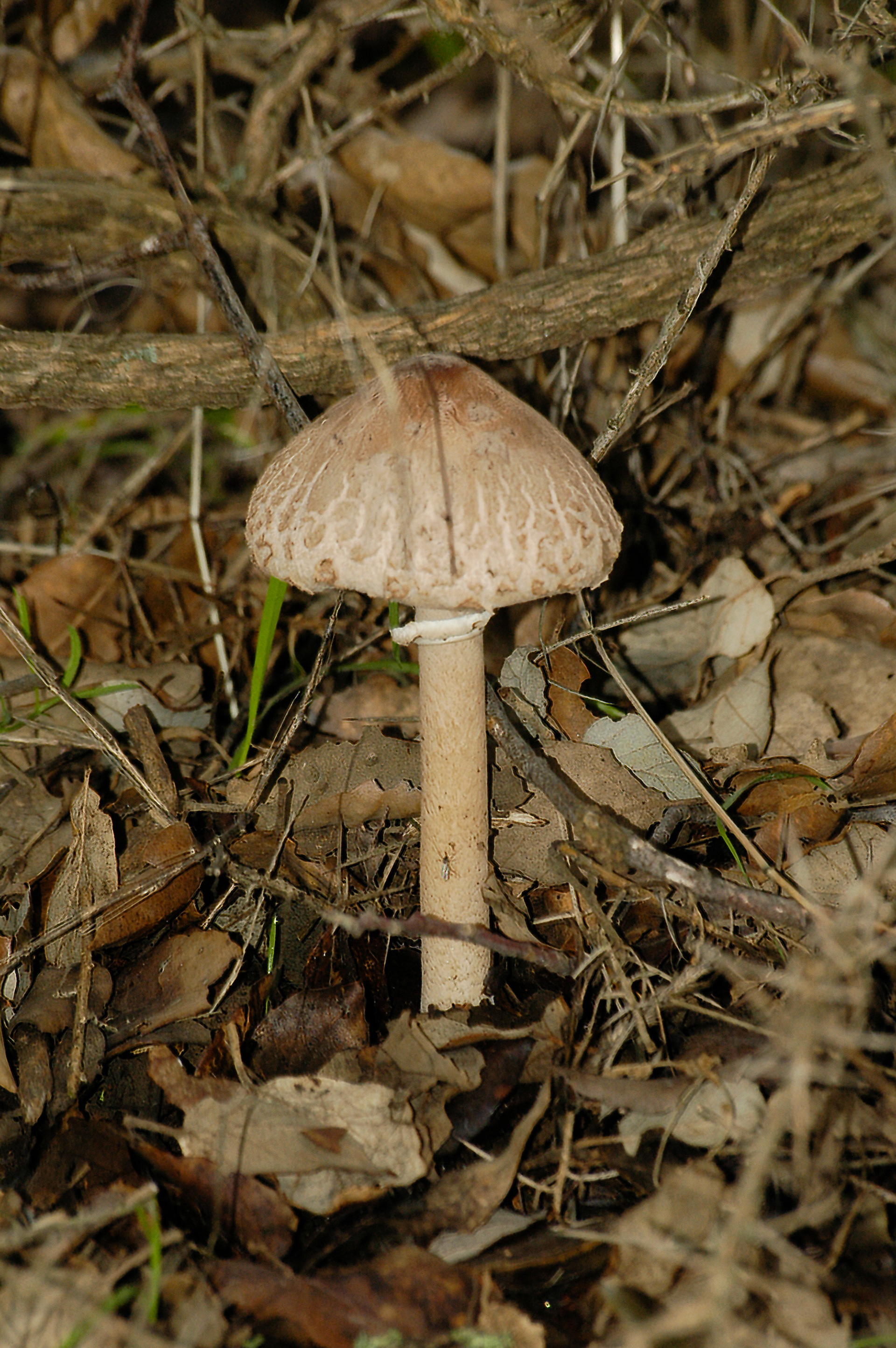 Lepiota mamelonada