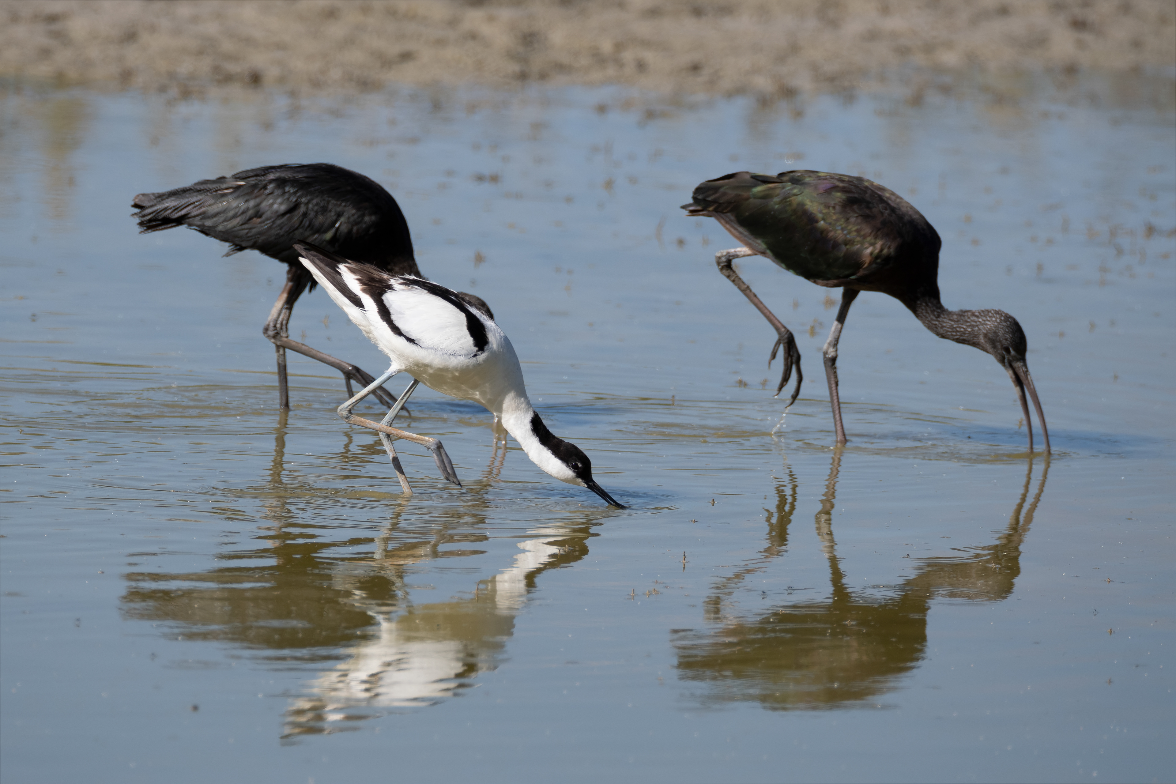 Moritos y Avoceta. Fuente de Piedra.